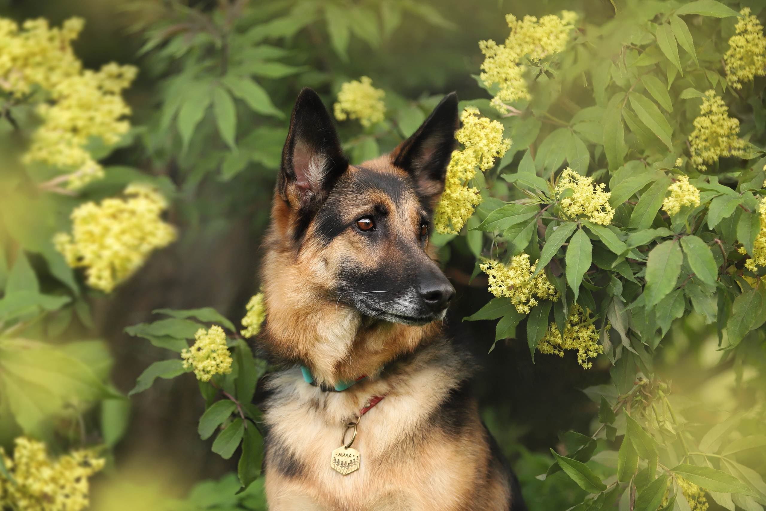 Портретные фотографии. Семейный фотограф-анималист Ирина Андреева