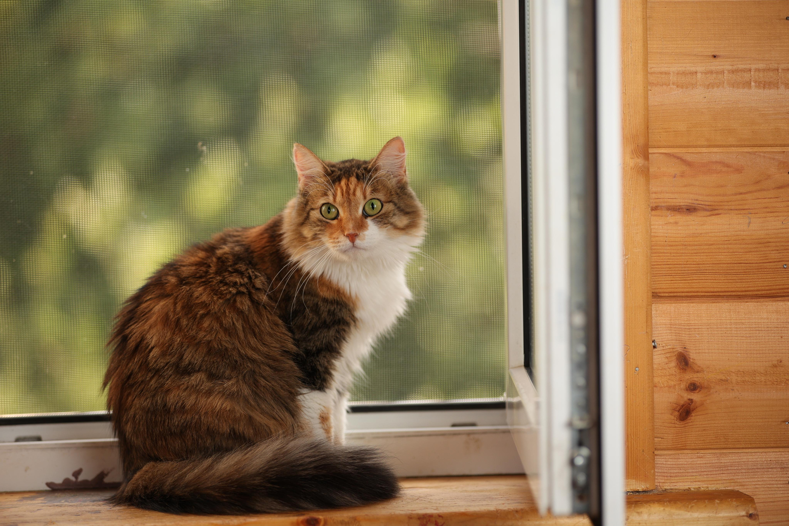 История Елены 1. Семейный фотограф-анималист Ирина Андреева