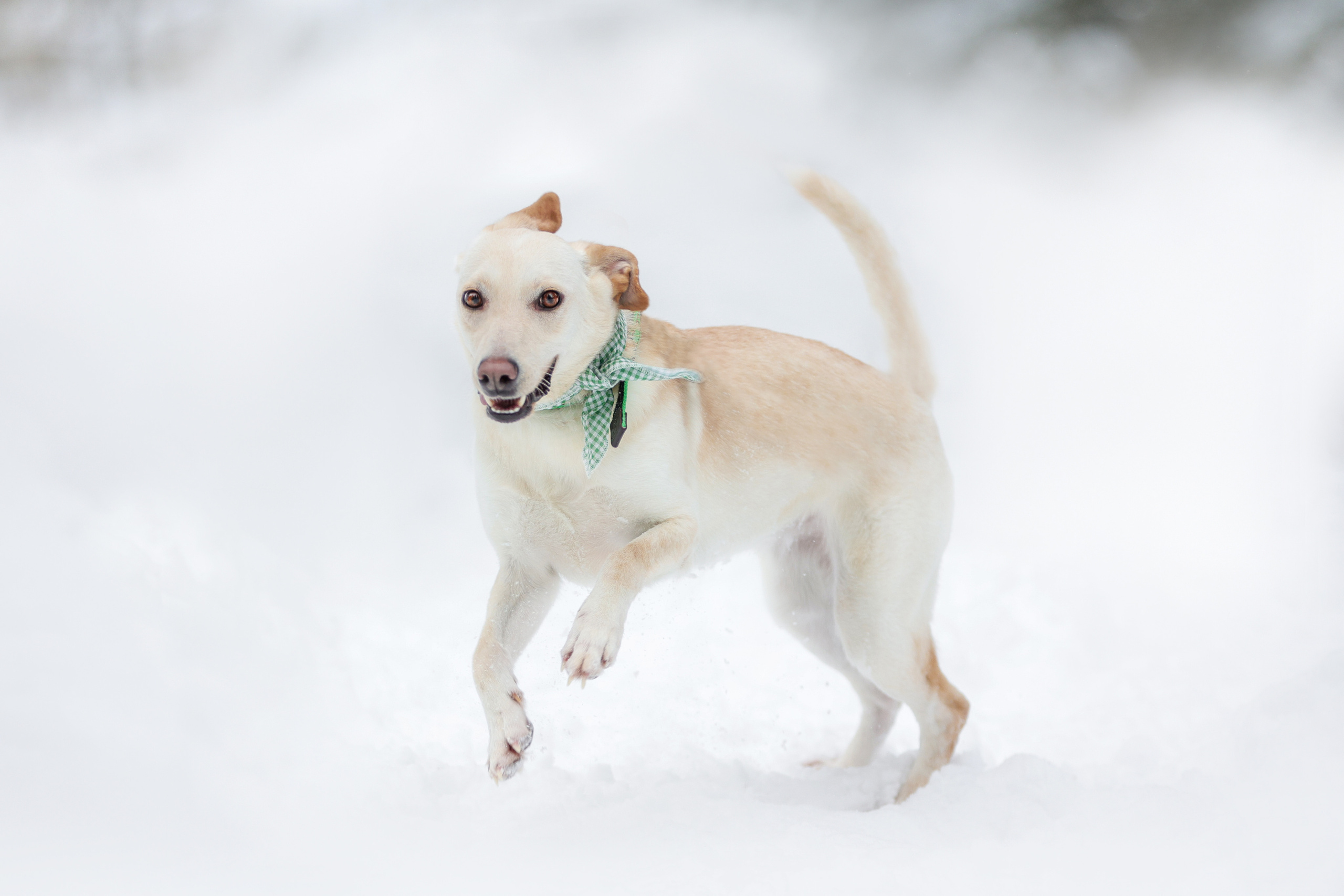 История Елены 1. Семейный фотограф-анималист Ирина Андреева