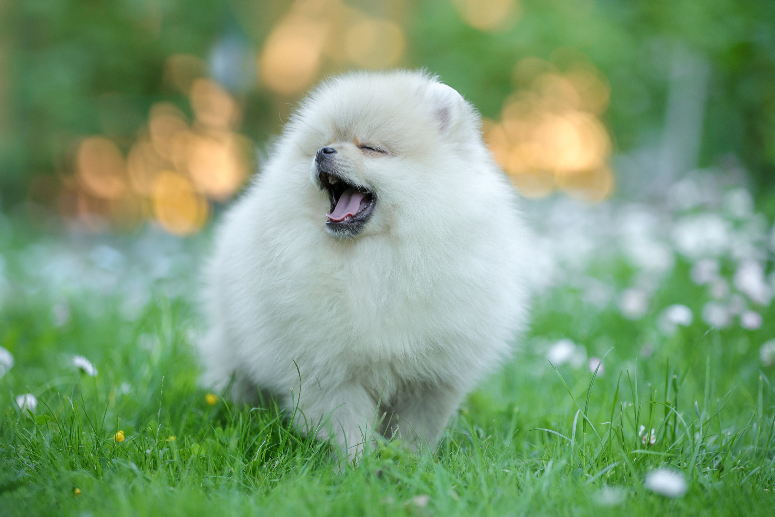 История Натальи. Семейный фотограф-анималист Ирина Андреева