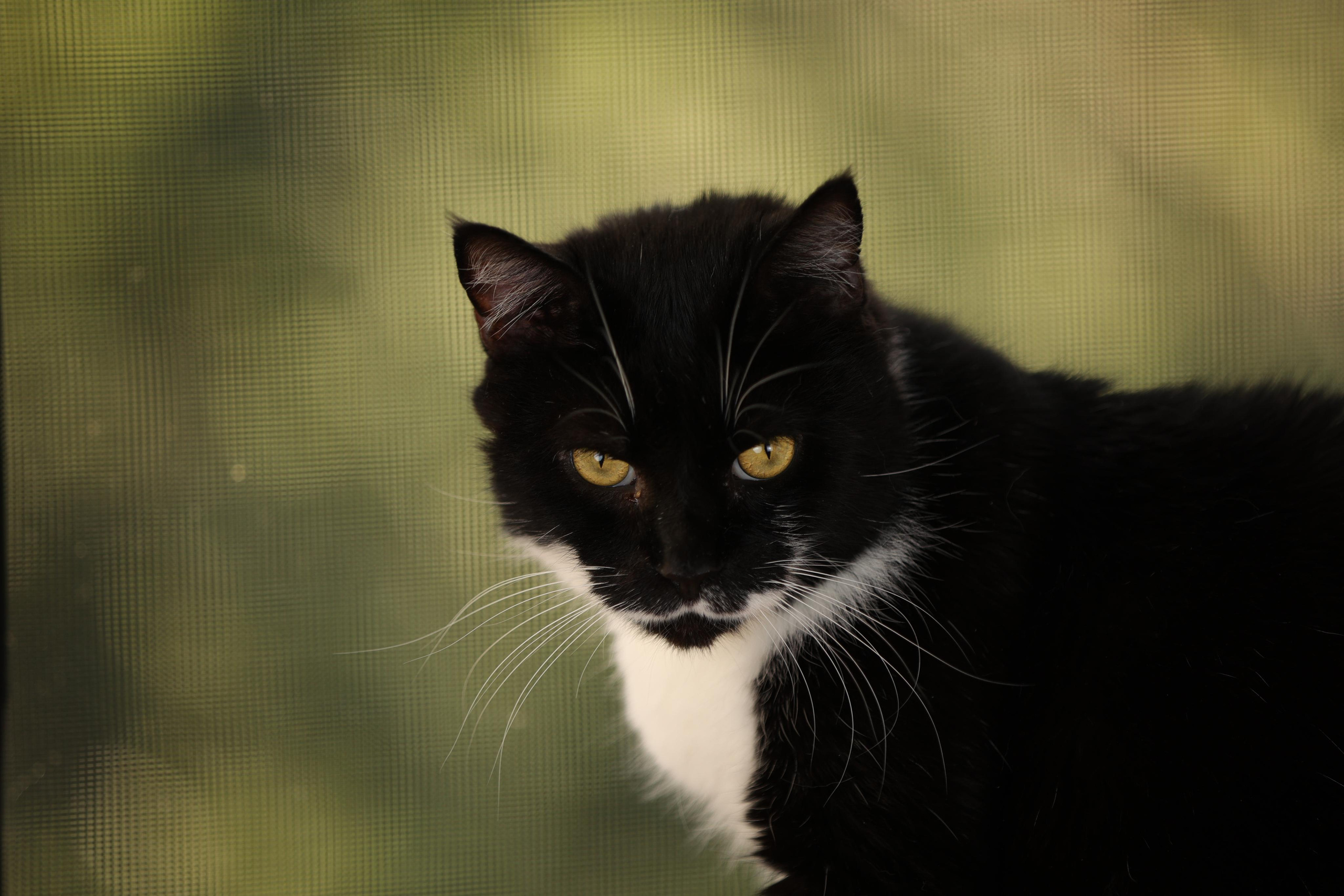 История Елены 1. Семейный фотограф-анималист Ирина Андреева