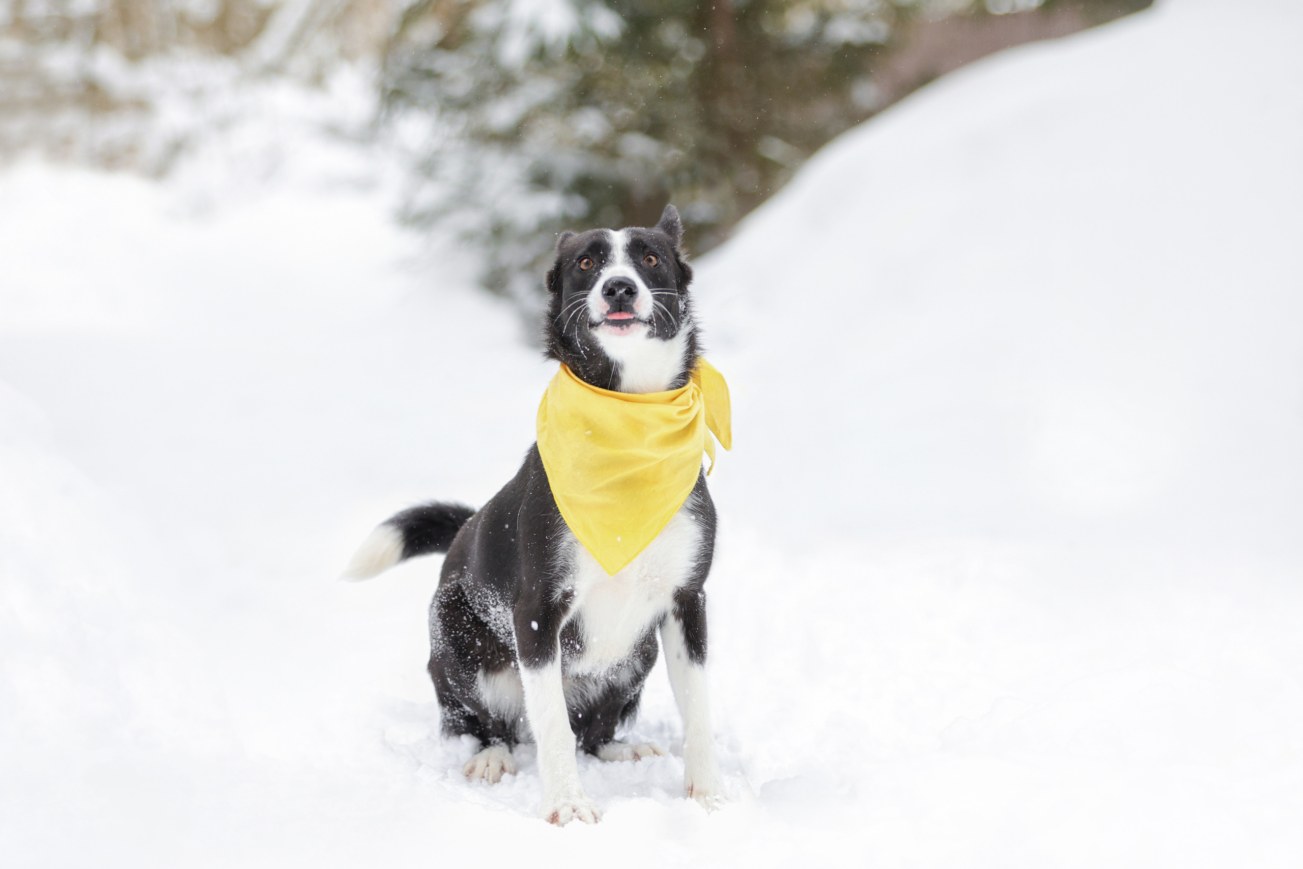 История Елены 1. Семейный фотограф-анималист Ирина Андреева