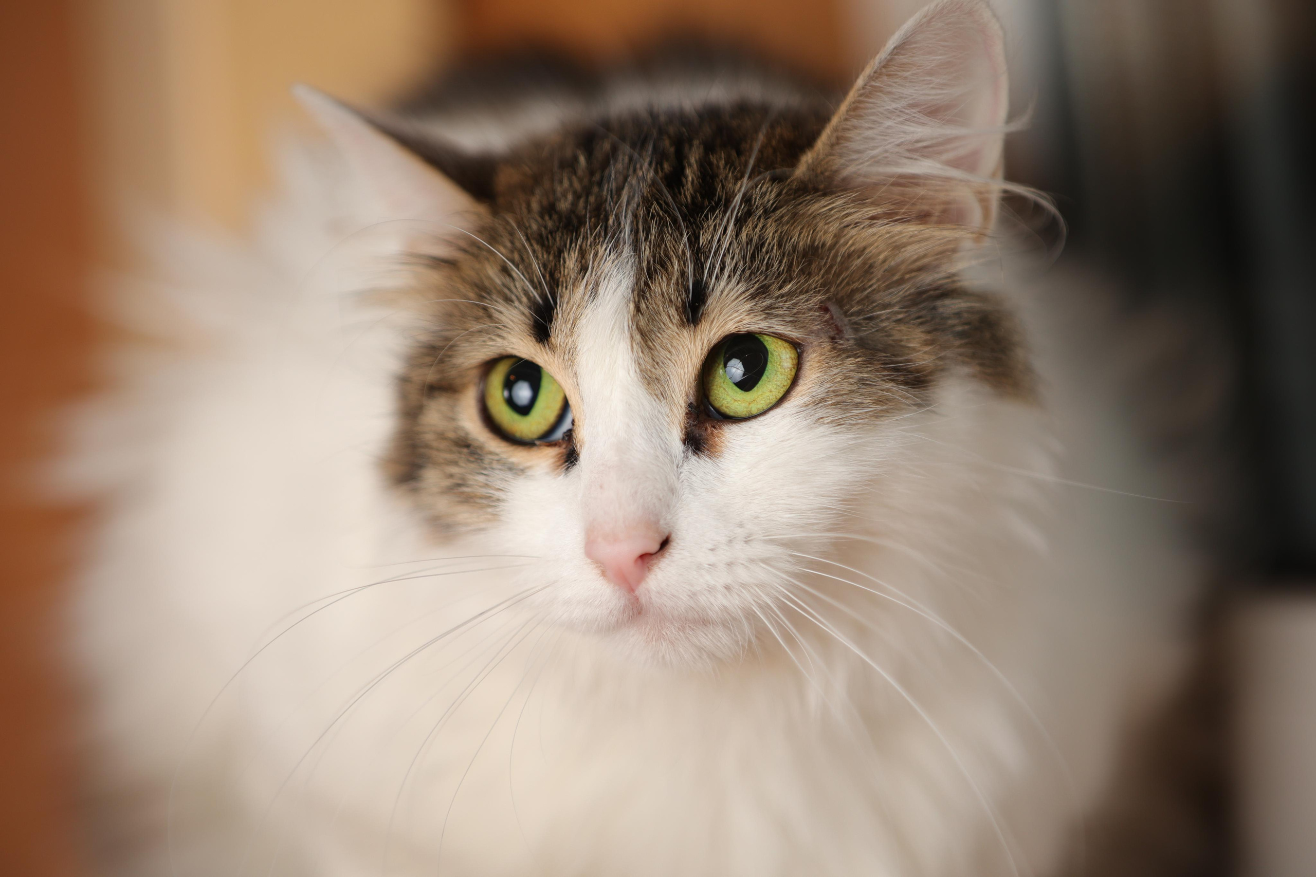 История Елены 1. Семейный фотограф-анималист Ирина Андреева