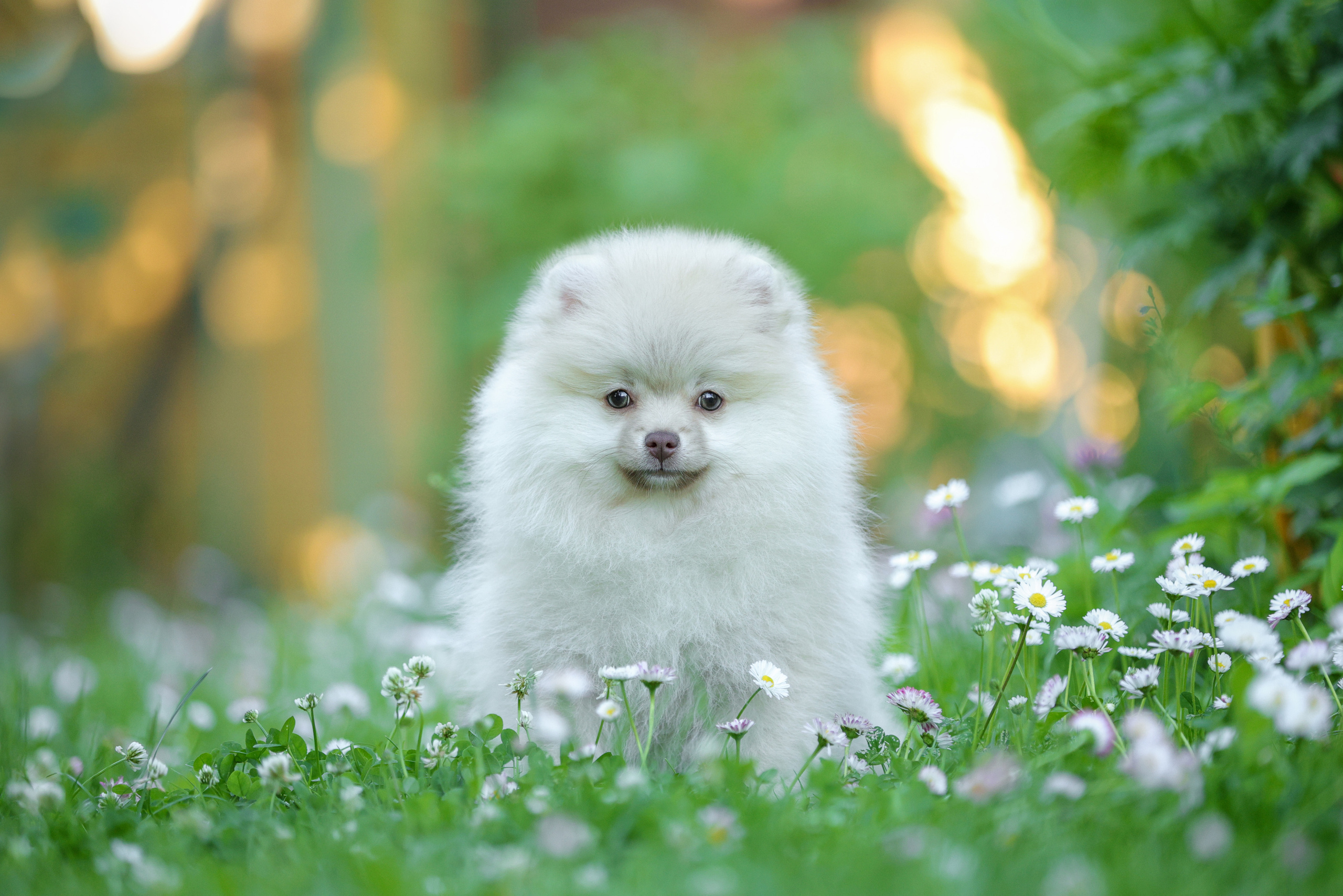 Портретные фотографии. Семейный фотограф-анималист Ирина Андреева