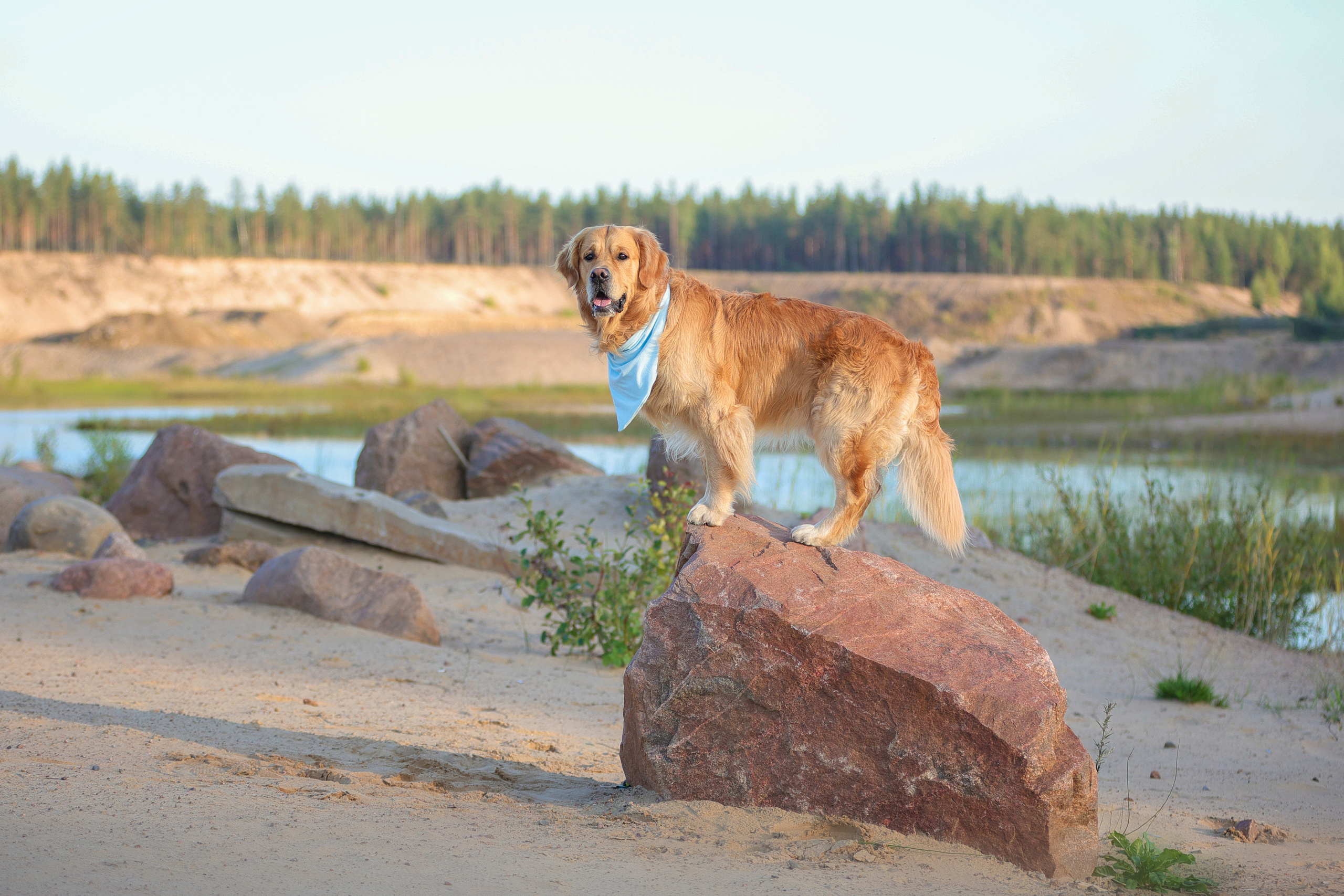 Портретные фотографии. Семейный фотограф-анималист Ирина Андреева