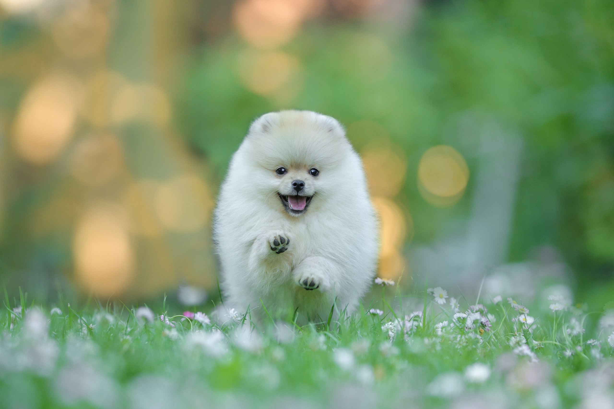 История Натальи. Семейный фотограф-анималист Ирина Андреева