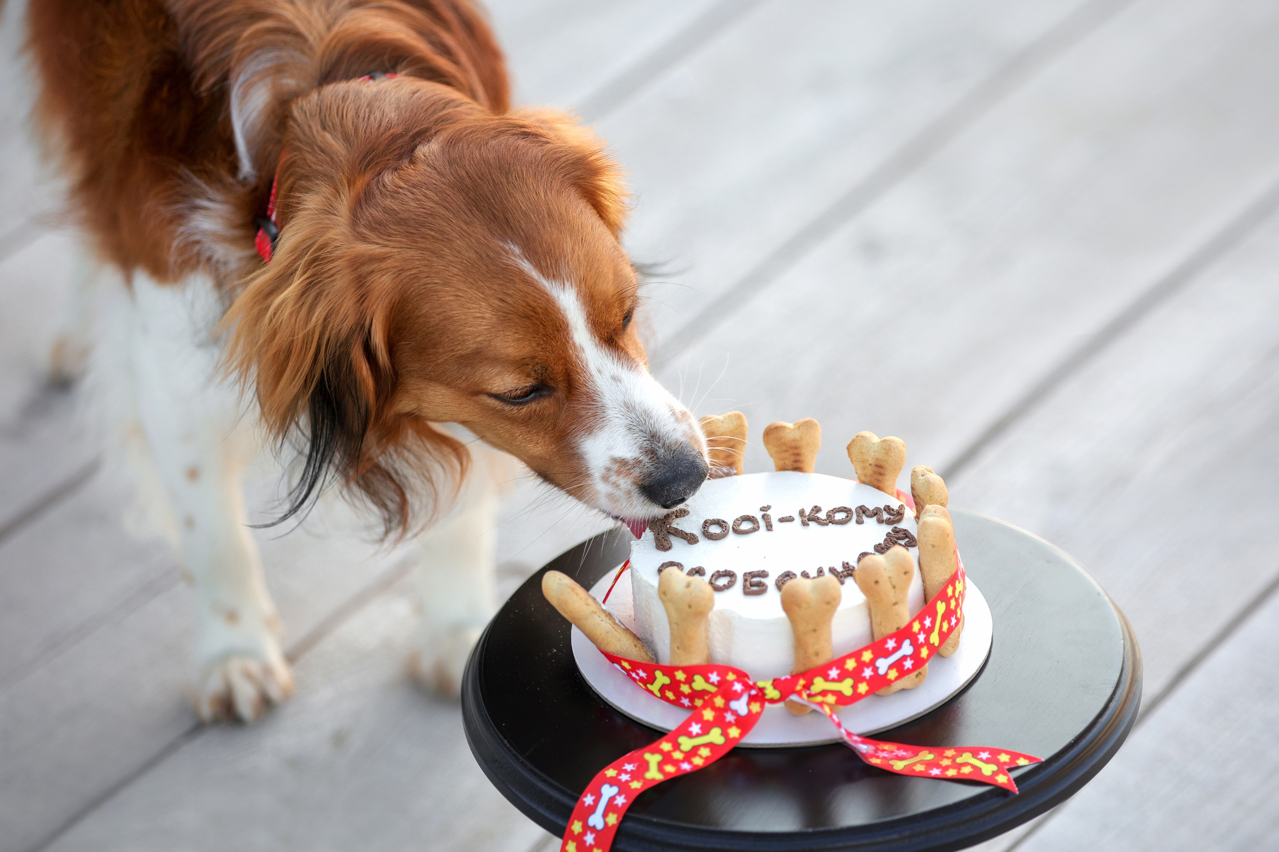 История Наташи Мельница. Семейный фотограф-анималист Ирина Андреева