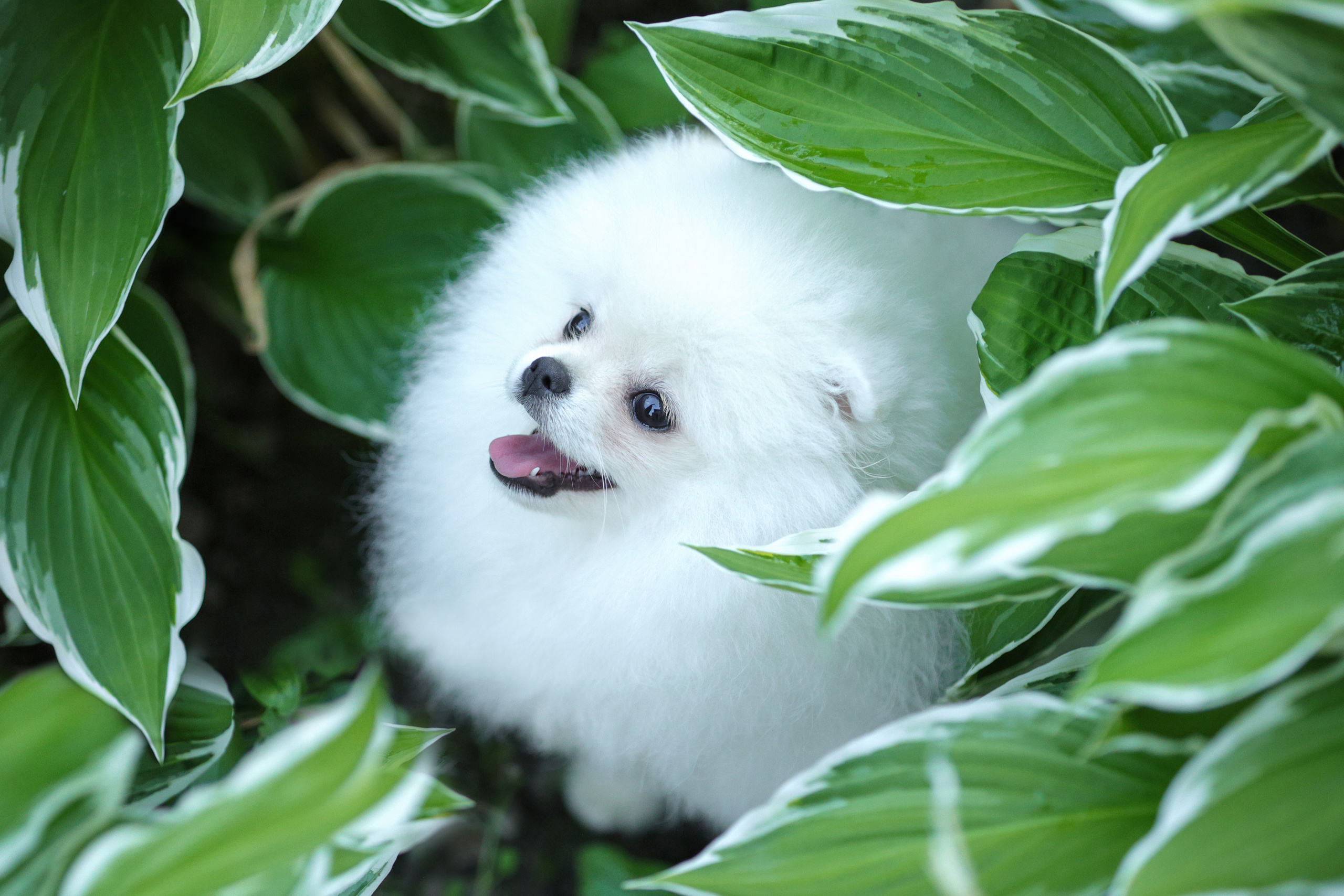 Портретные фотографии. Семейный фотограф-анималист Ирина Андреева