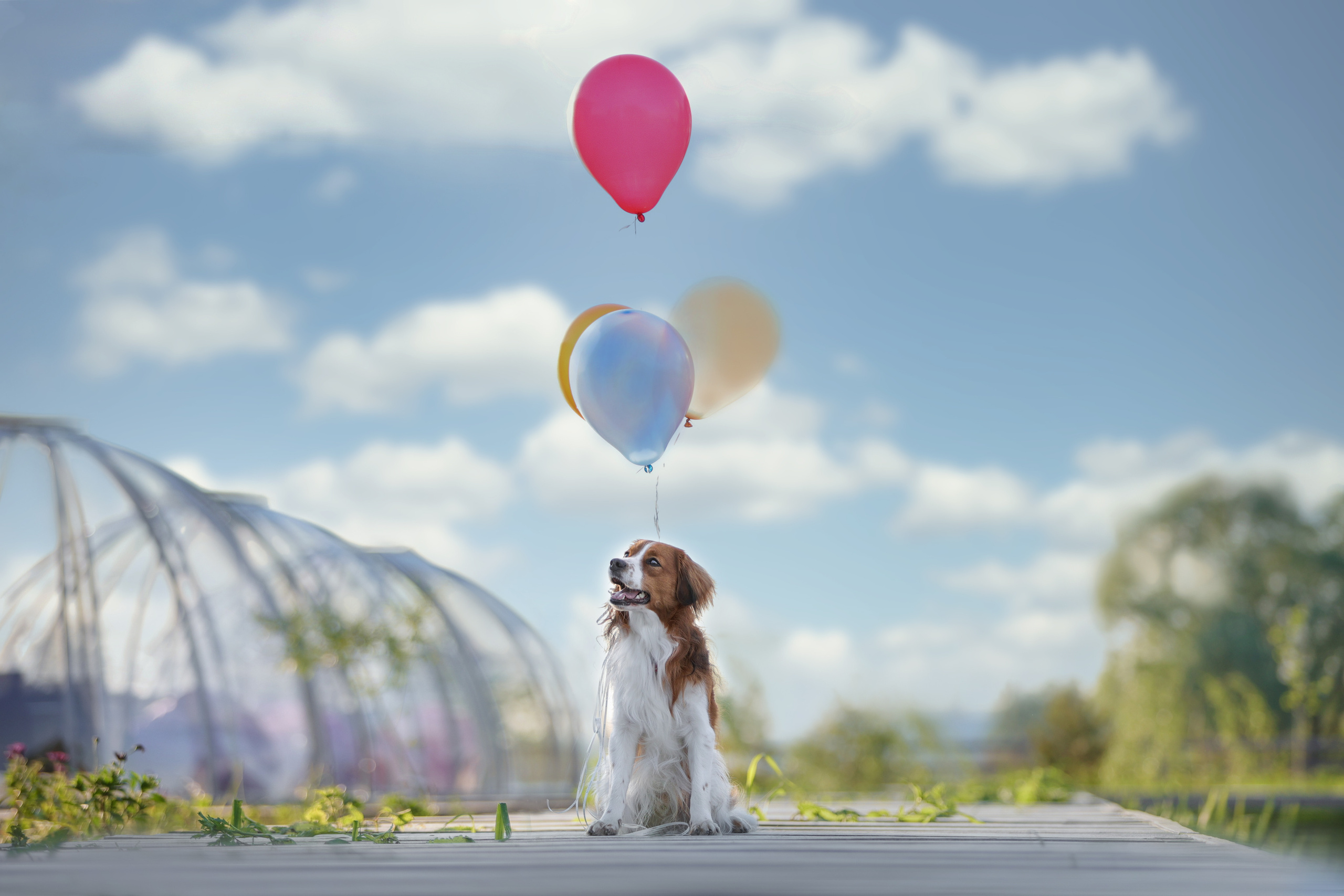 История Наташи Мельница. Семейный фотограф-анималист Ирина Андреева