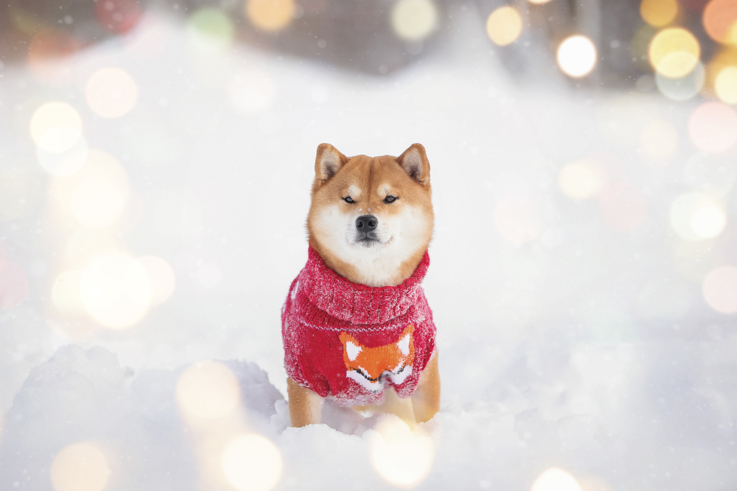 Портретные фотографии. Семейный фотограф-анималист Ирина Андреева