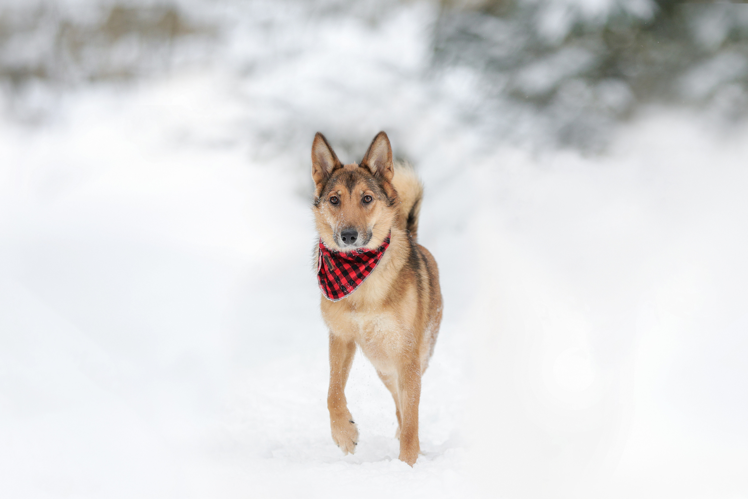 История Елены 1. Семейный фотограф-анималист Ирина Андреева