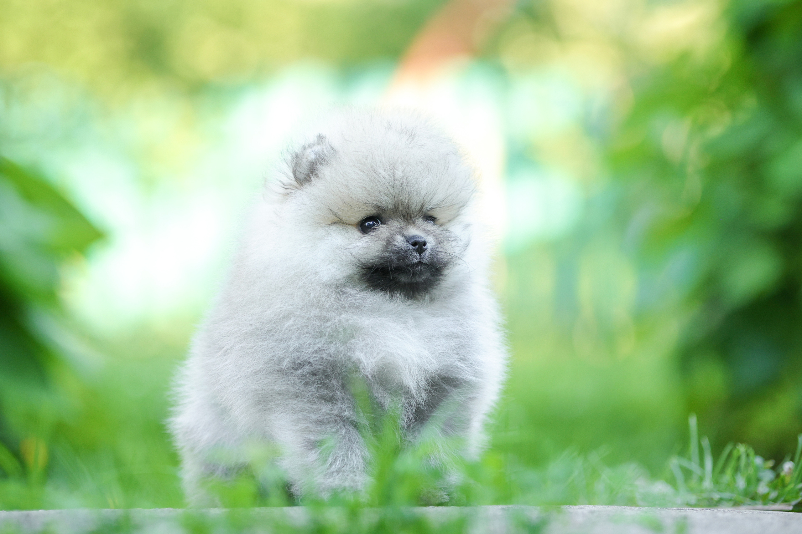 Портретные фотографии. Семейный фотограф-анималист Ирина Андреева