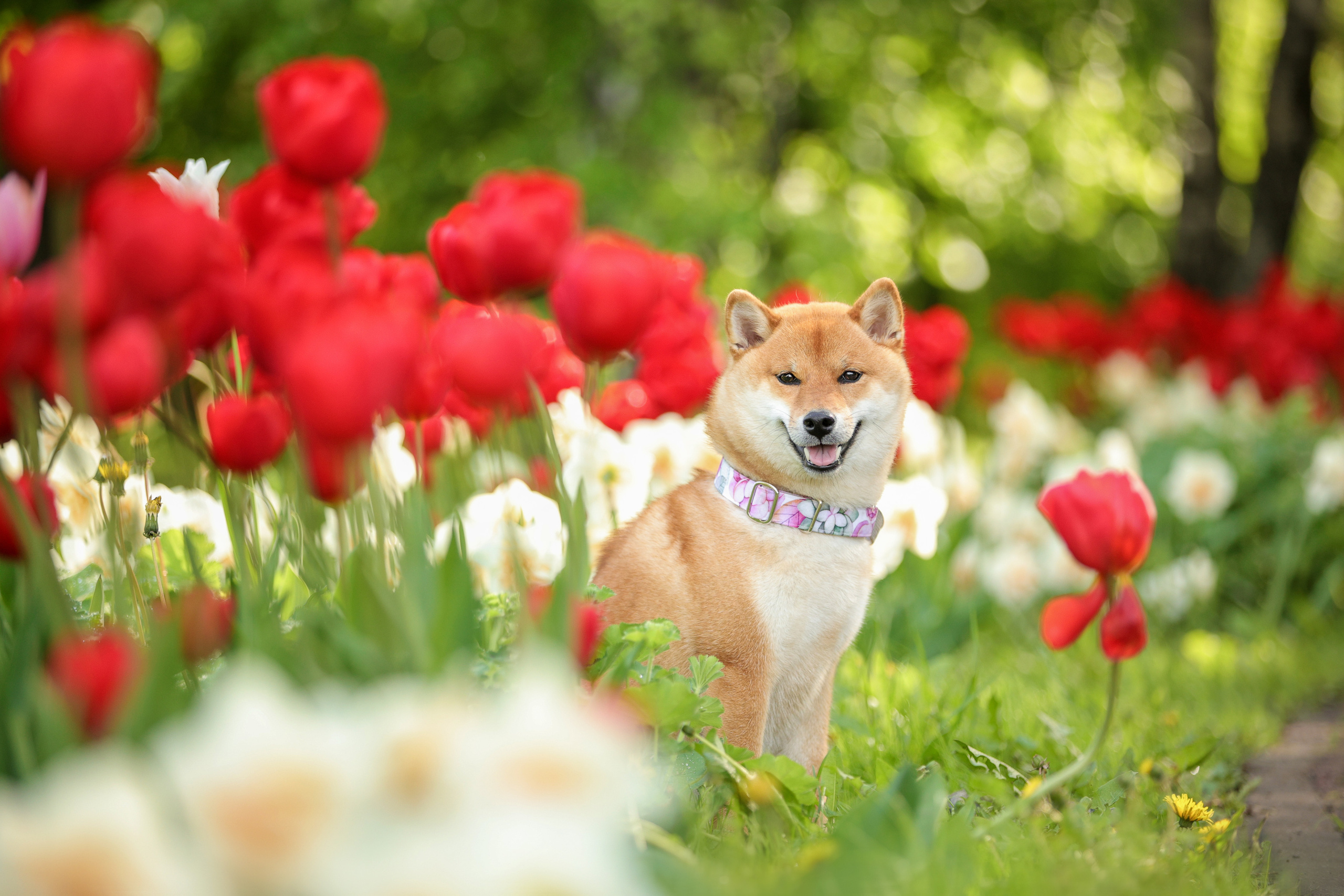 Портретные фотографии. Семейный фотограф-анималист Ирина Андреева