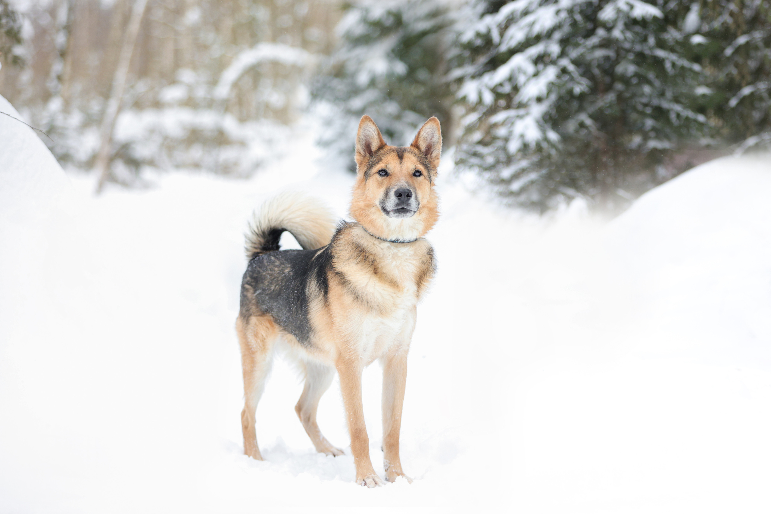 История Елены 1. Семейный фотограф-анималист Ирина Андреева