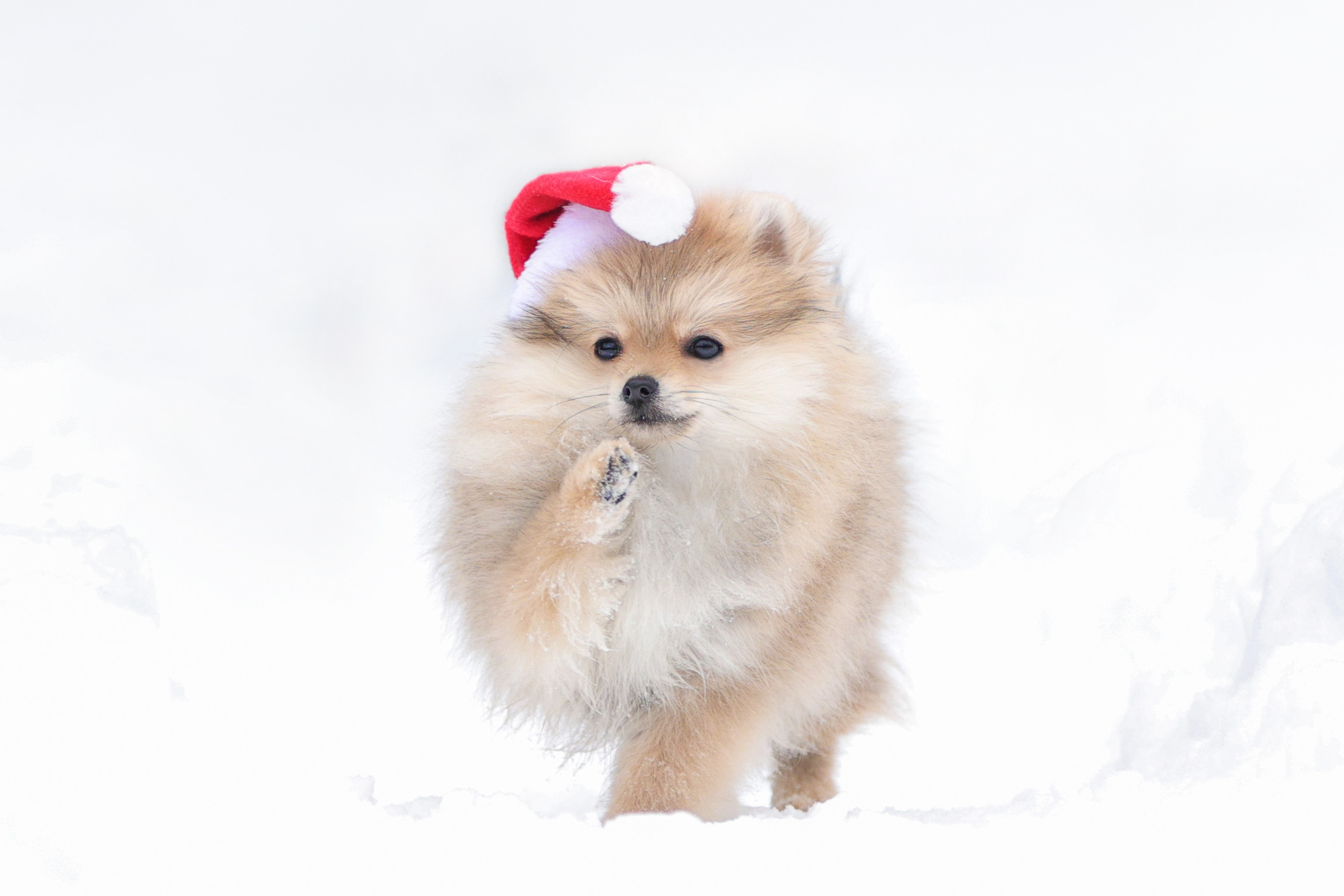 Фотографии в движении. Семейный фотограф-анималист Ирина Андреева