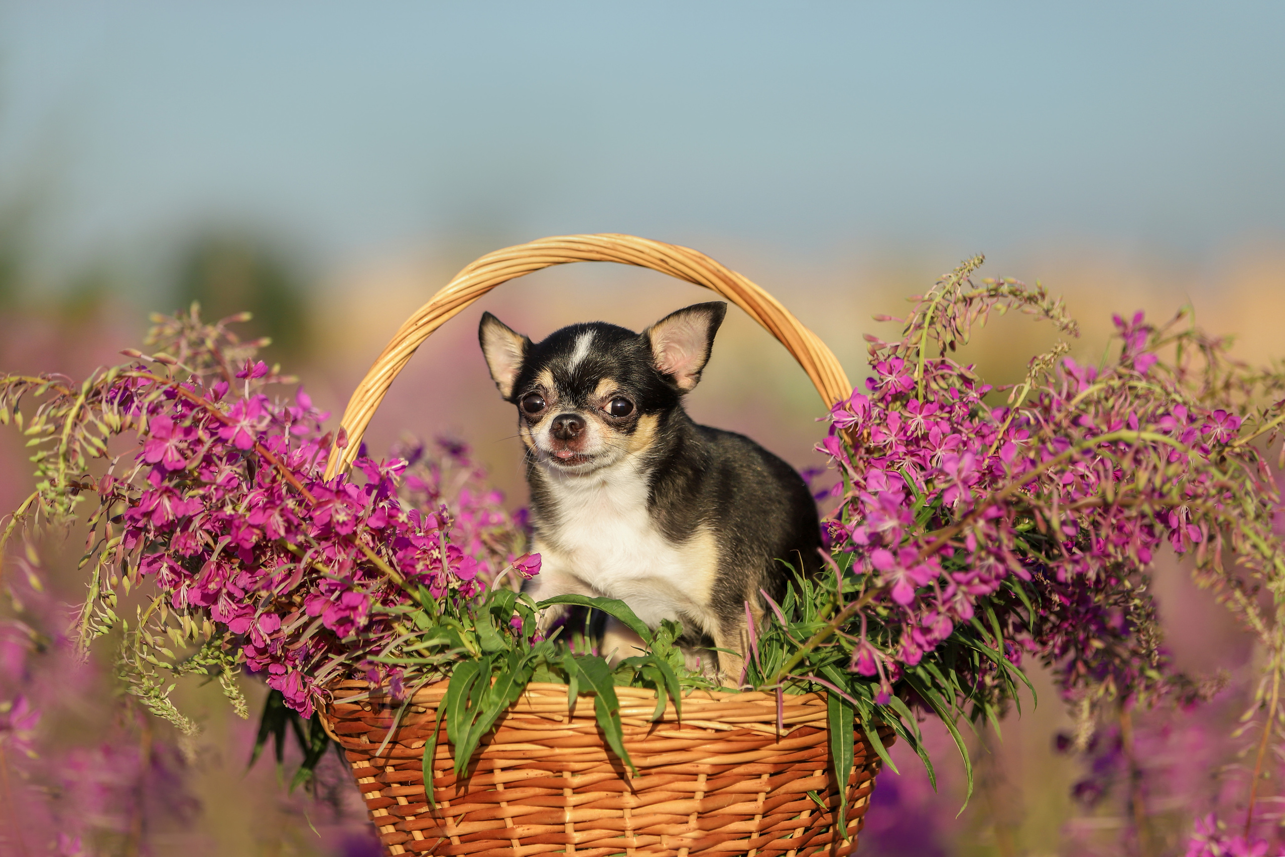 Портретные фотографии. Семейный фотограф-анималист Ирина Андреева
