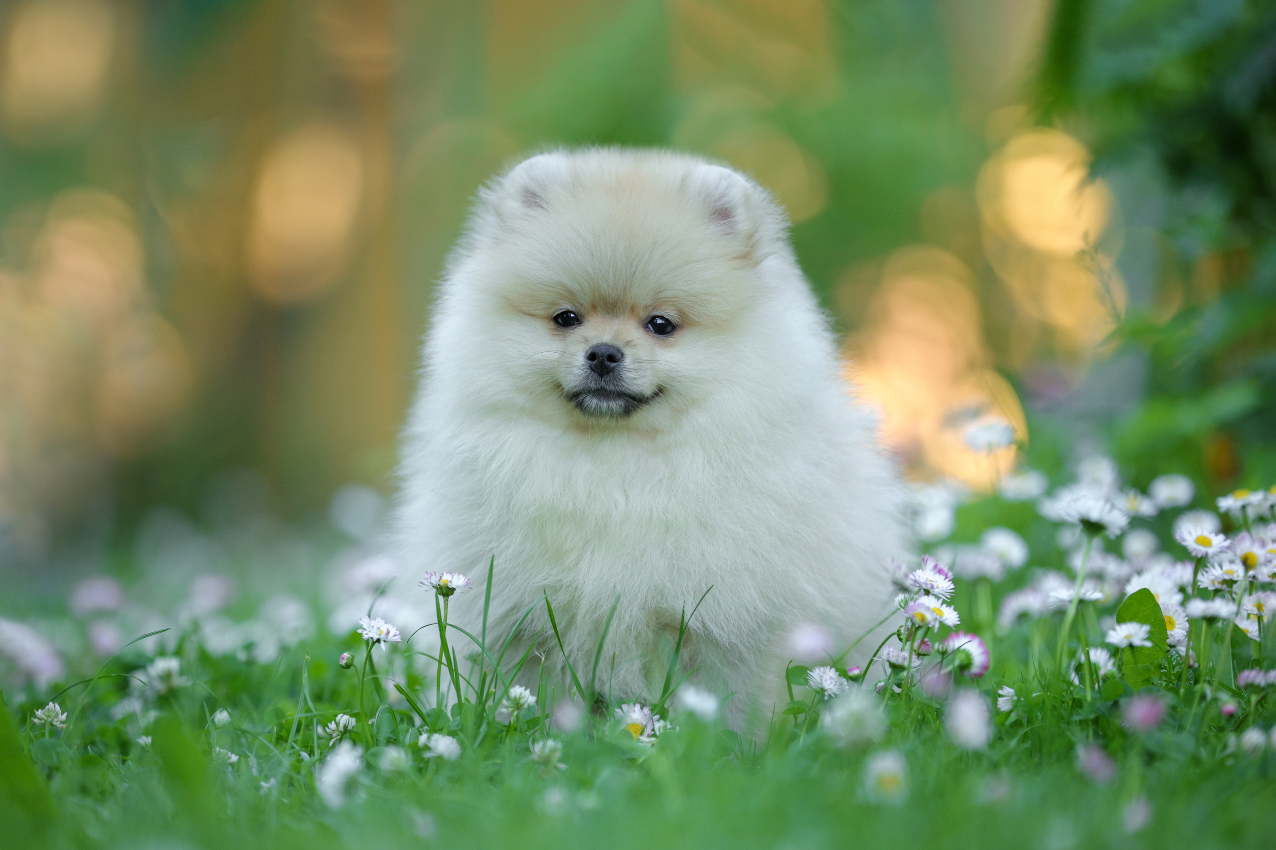 История Натальи. Семейный фотограф-анималист Ирина Андреева