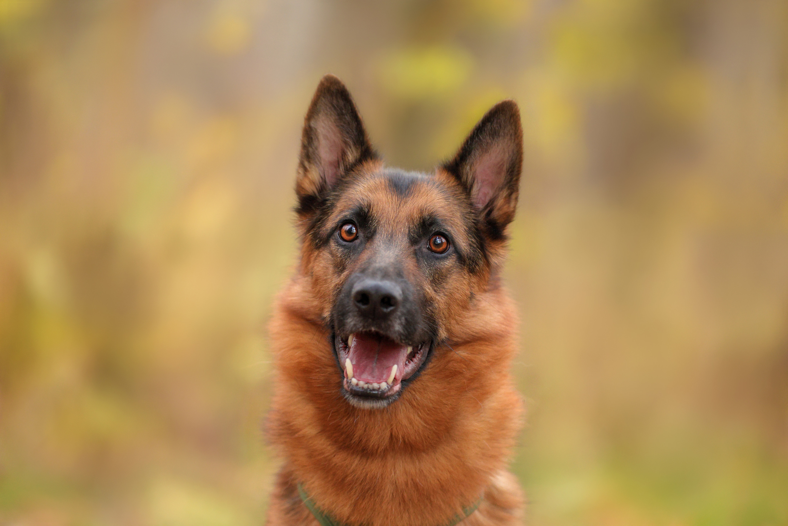 Портретные фотографии. Семейный фотограф-анималист Ирина Андреева