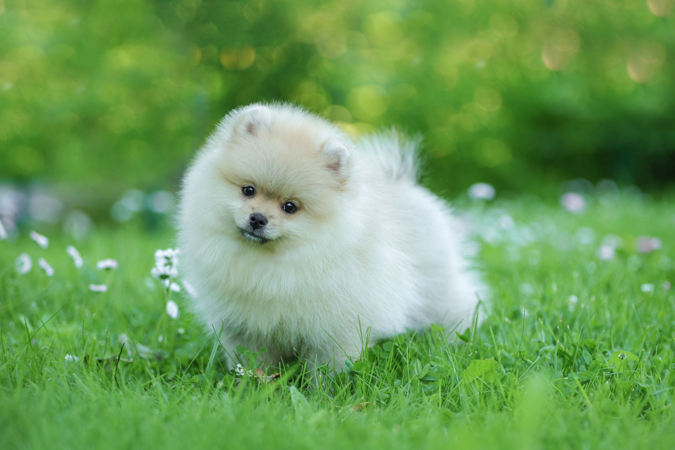 Портретные фотографии. Семейный фотограф-анималист Ирина Андреева