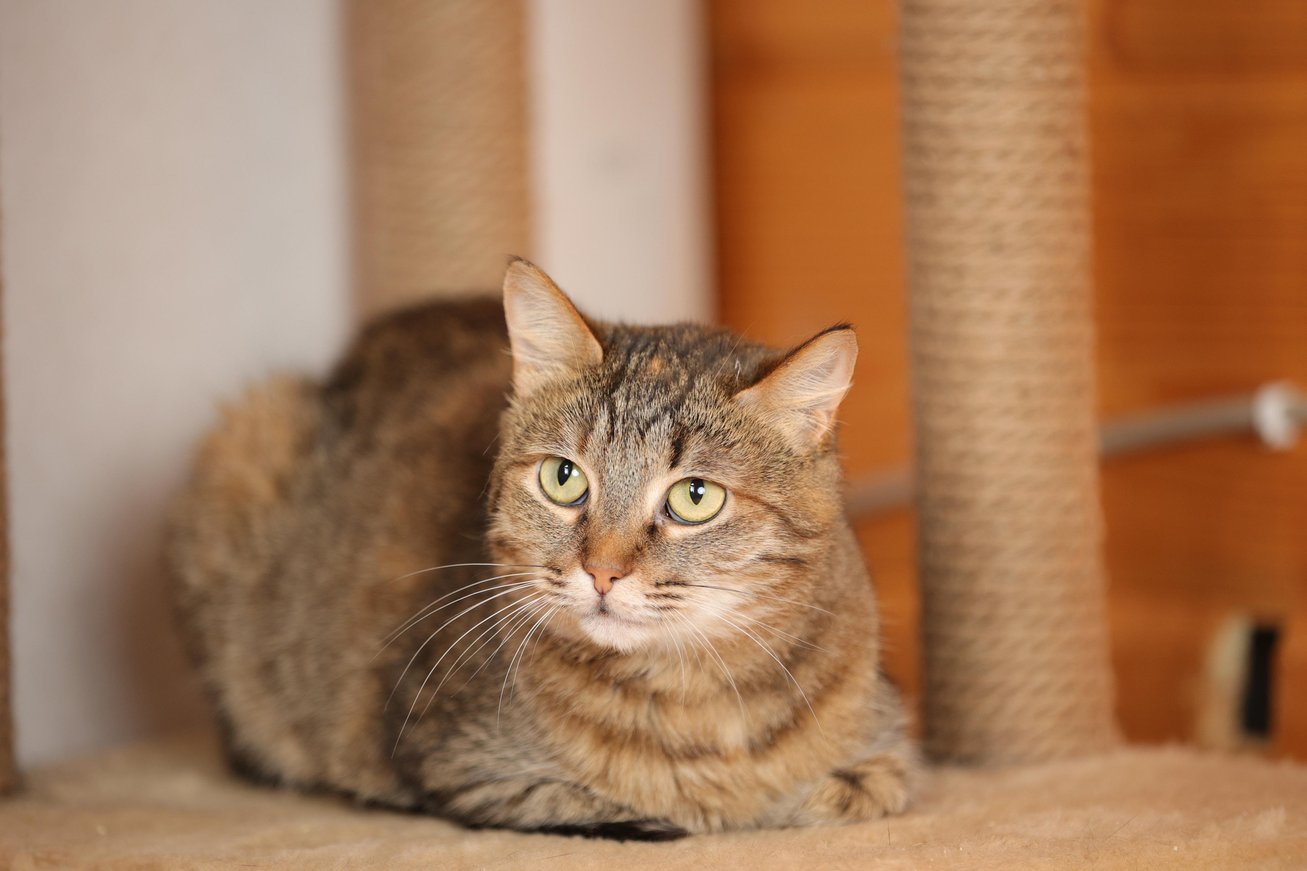 История Елены 1. Семейный фотограф-анималист Ирина Андреева