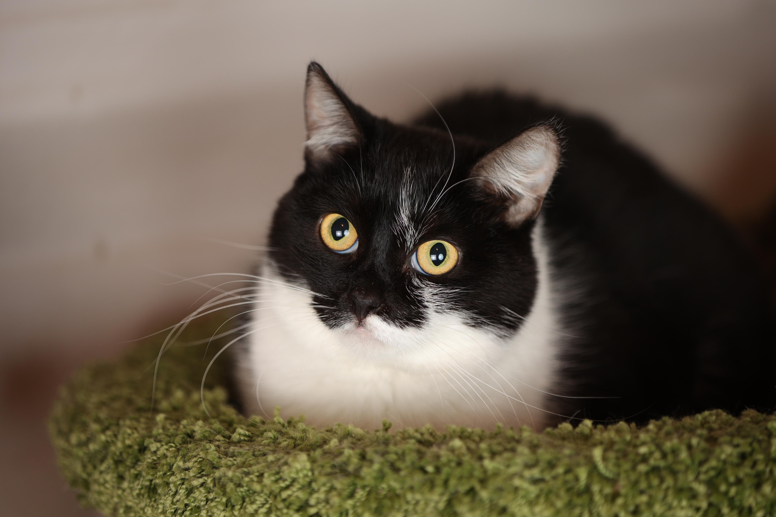 История Елены 1. Семейный фотограф-анималист Ирина Андреева