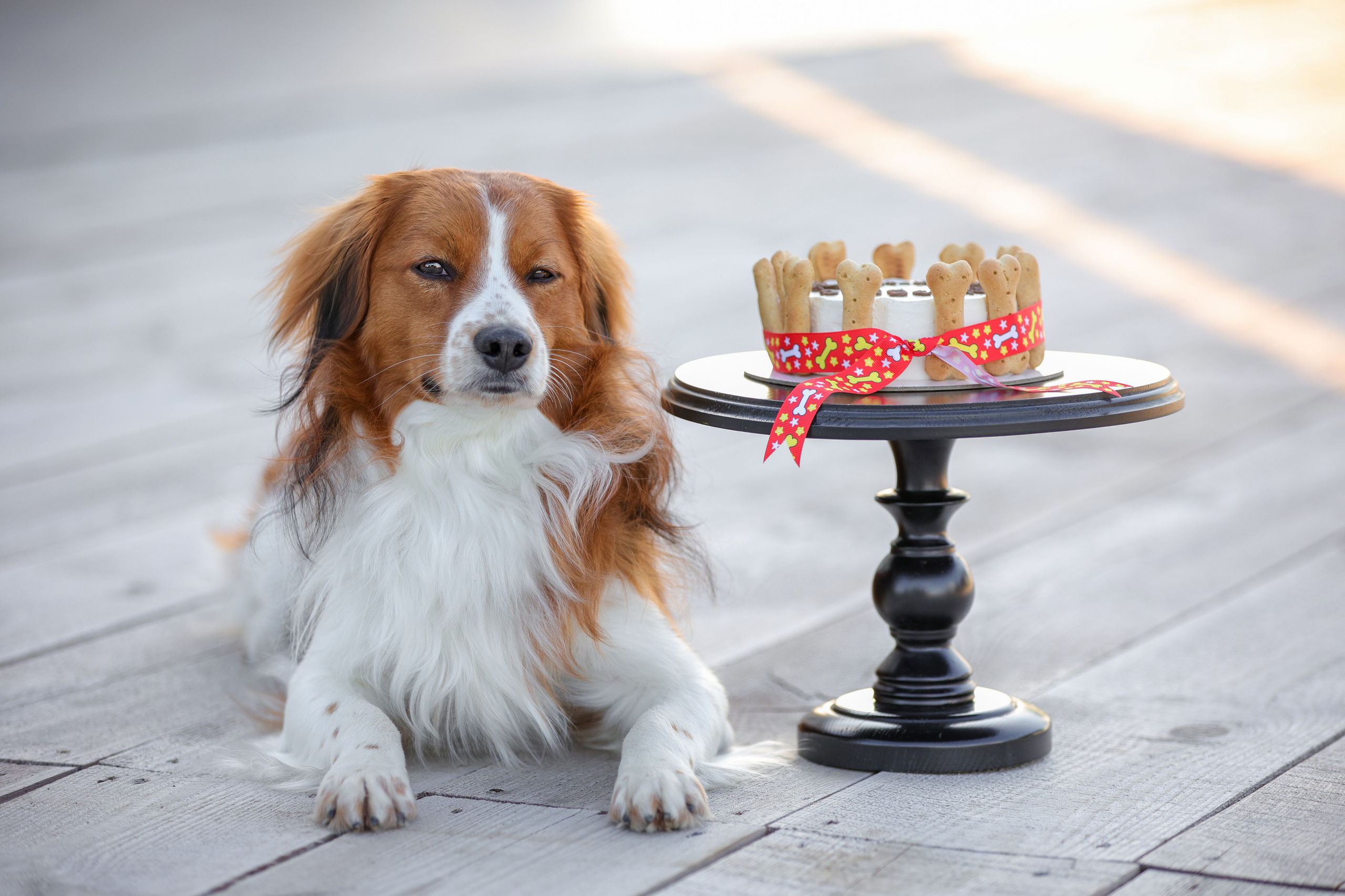 История Наташи Мельница. Семейный фотограф-анималист Ирина Андреева