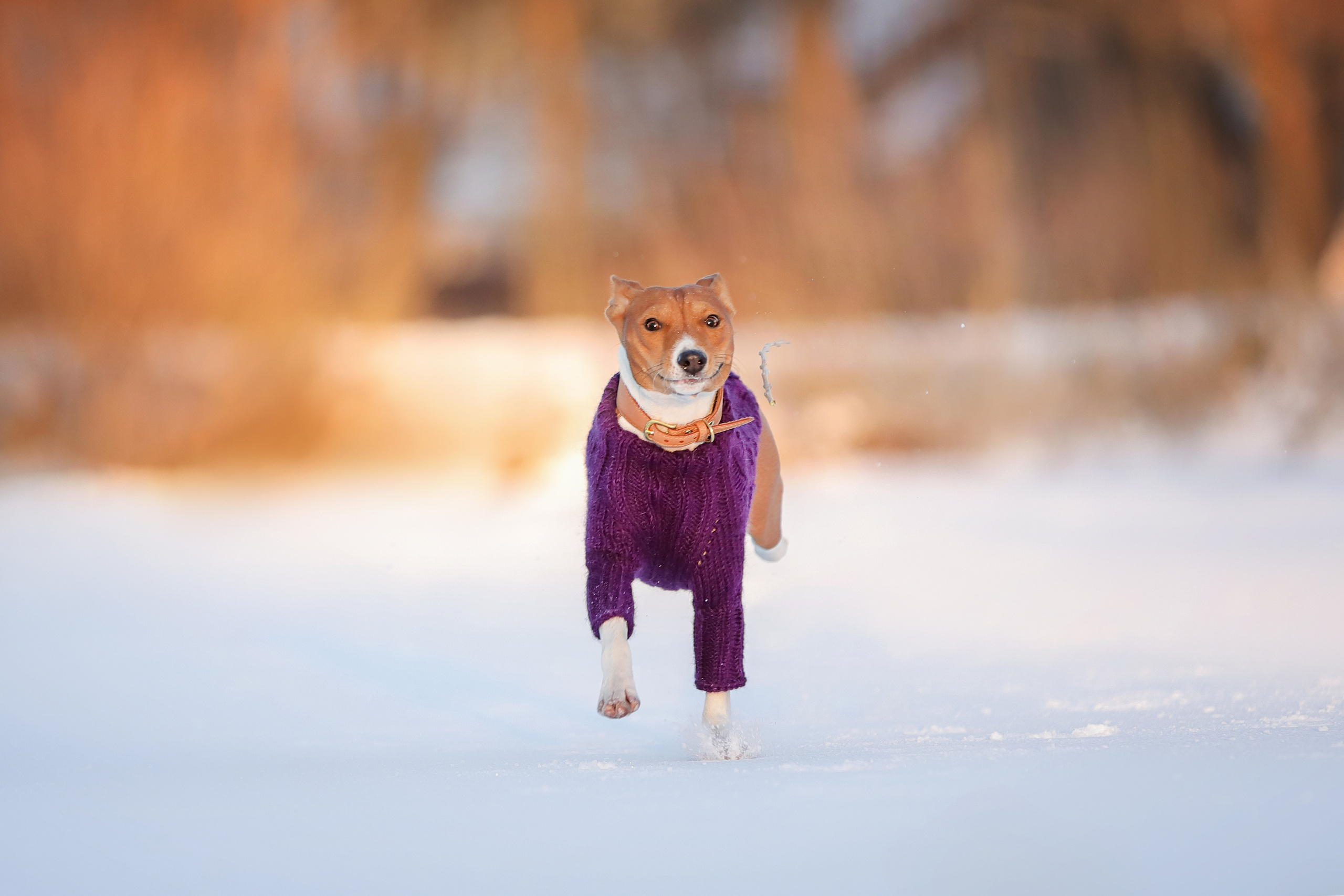 Фотографии в движении. Семейный фотограф-анималист Ирина Андреева