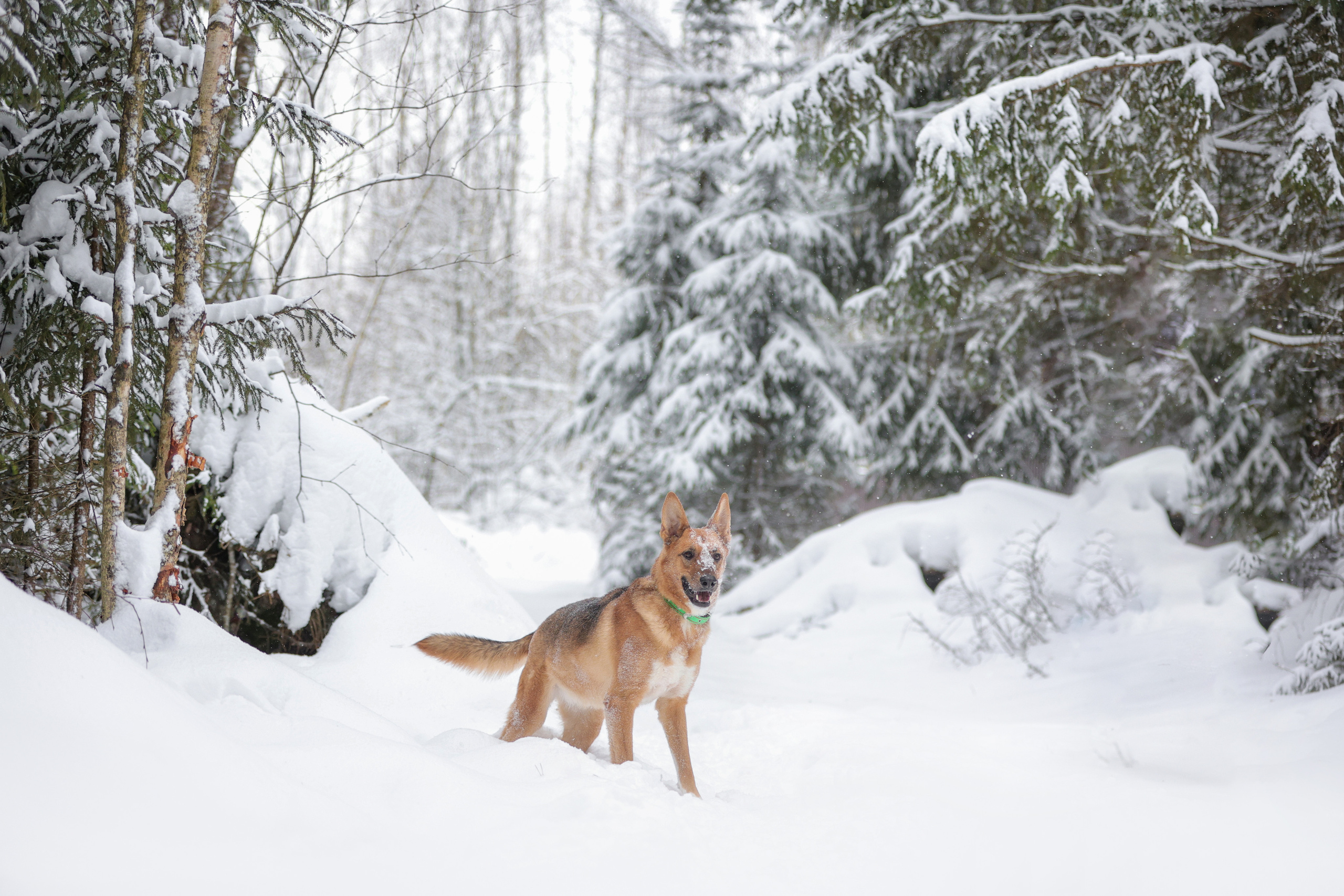 История Елены 1. Семейный фотограф-анималист Ирина Андреева