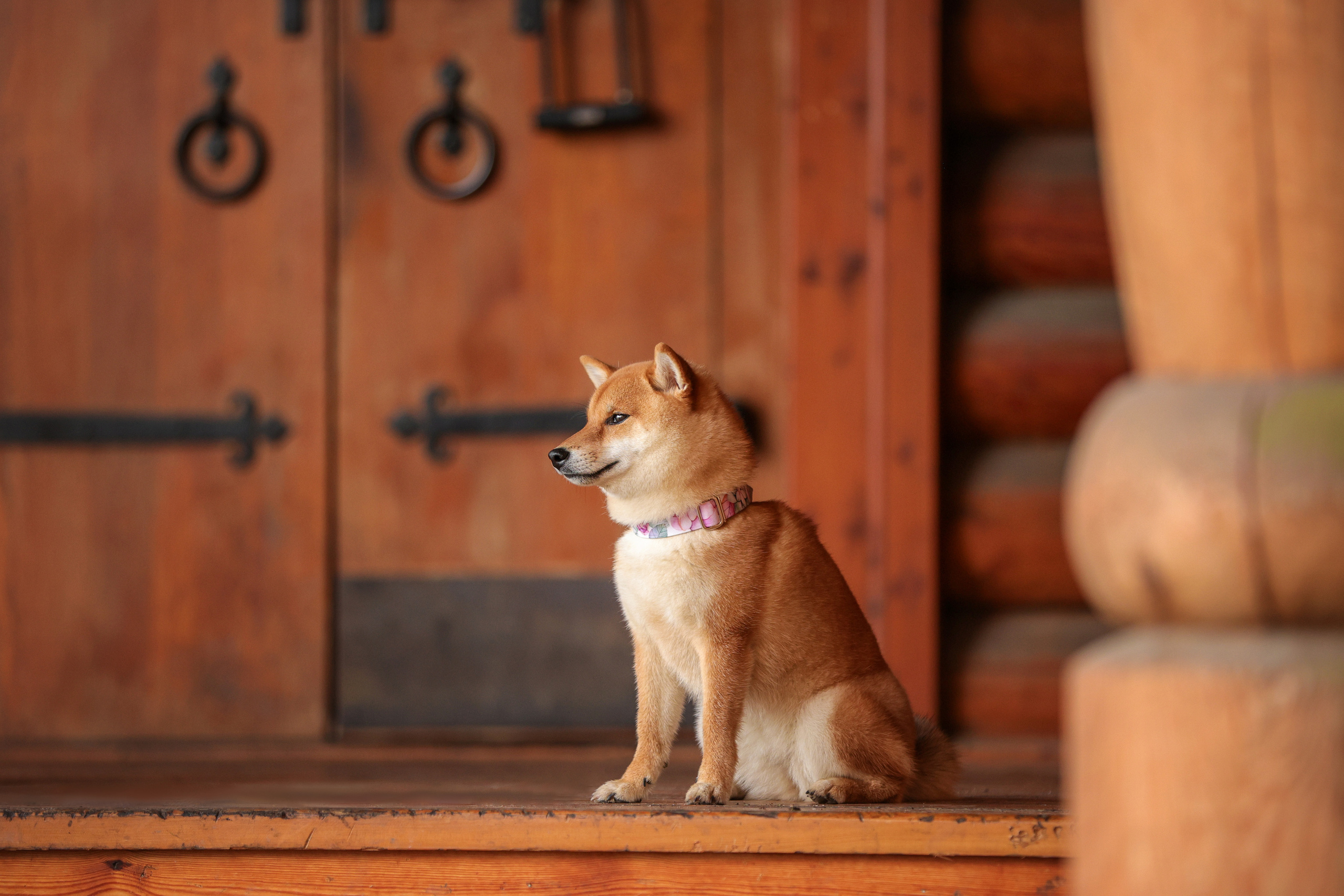 Портретные фотографии. Семейный фотограф-анималист Ирина Андреева
