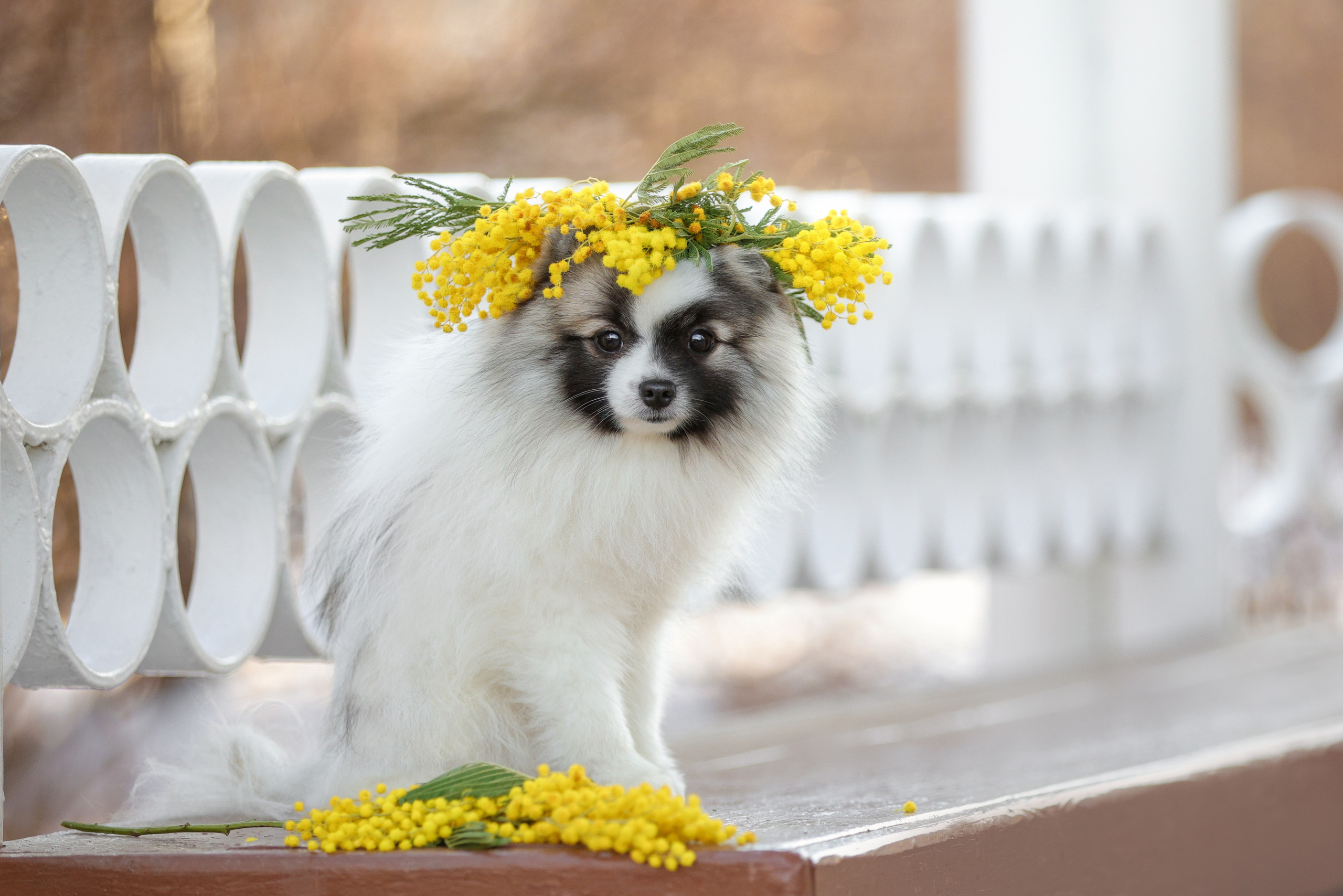 Портретные фотографии. Семейный фотограф-анималист Ирина Андреева