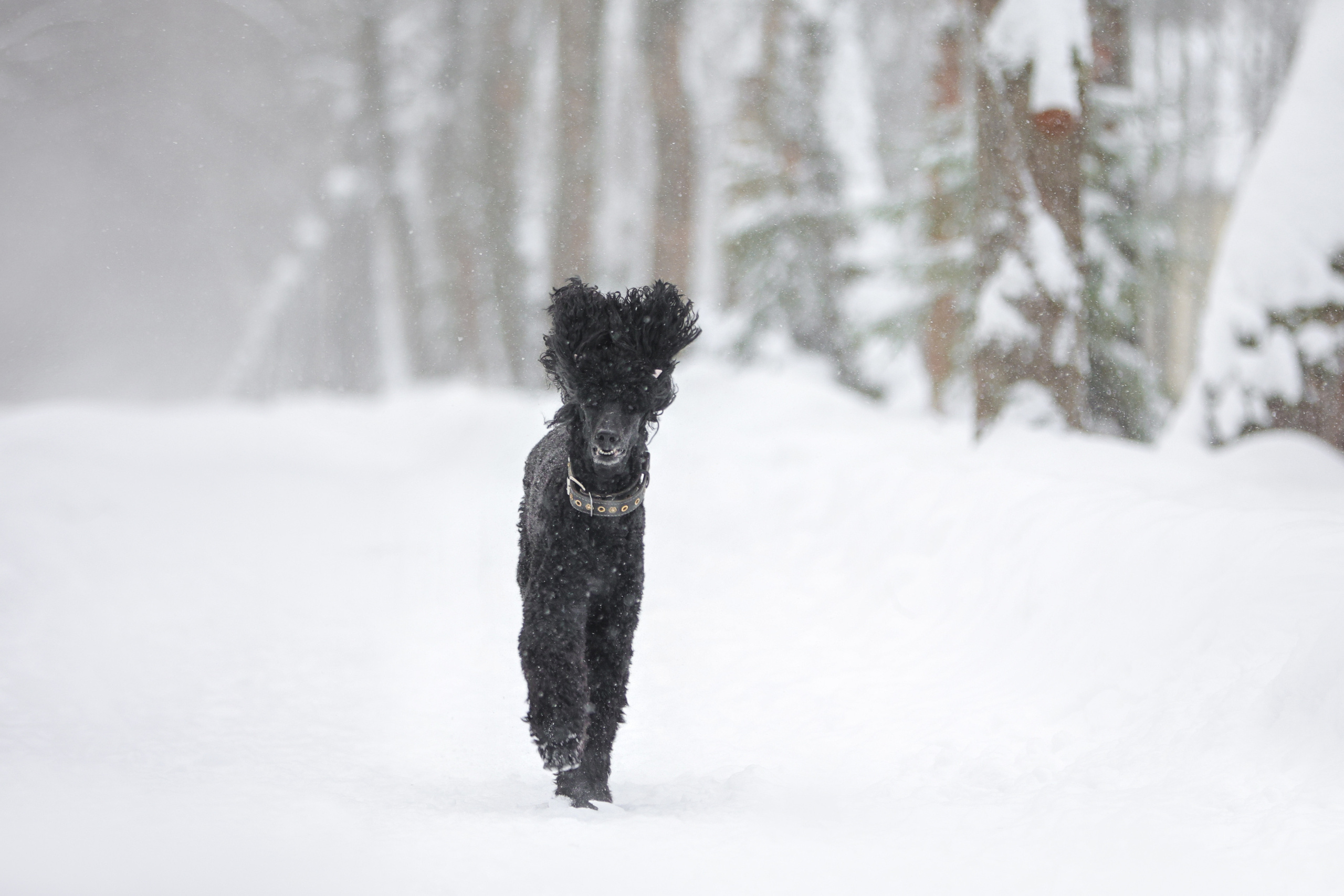 Фотографии в движении. Семейный фотограф-анималист Ирина Андреева