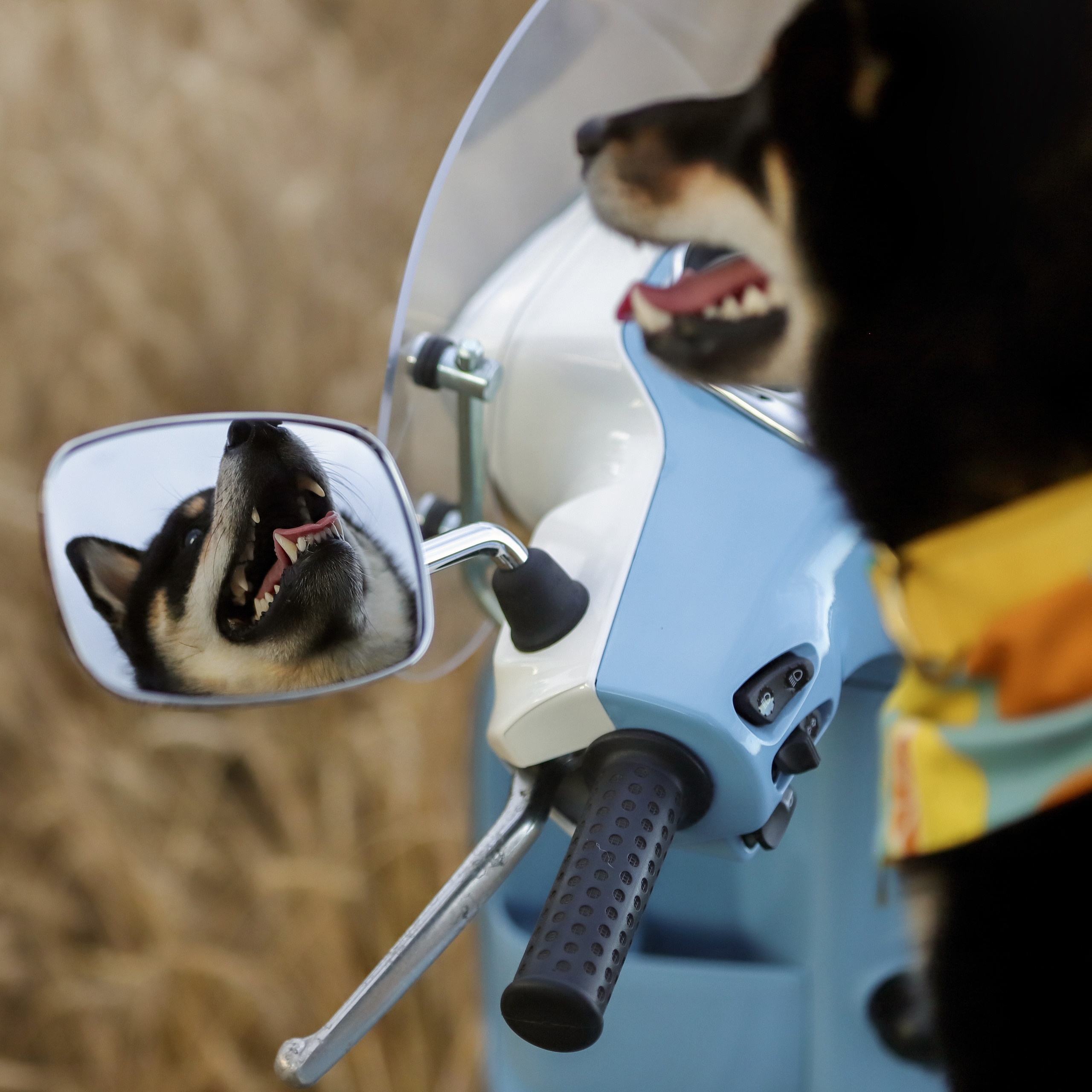 Портретные фотографии. Семейный фотограф-анималист Ирина Андреева