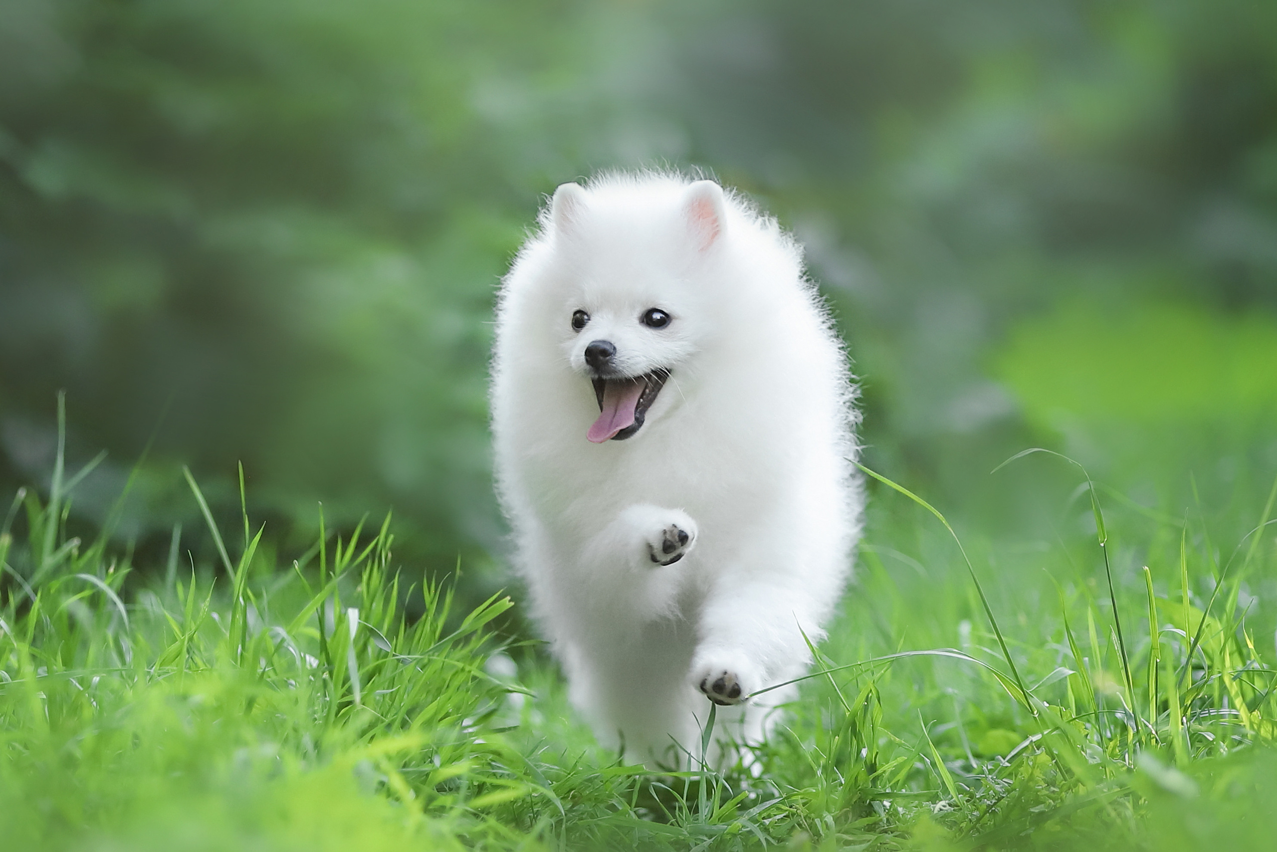 Фотографии в движении. Семейный фотограф-анималист Ирина Андреева