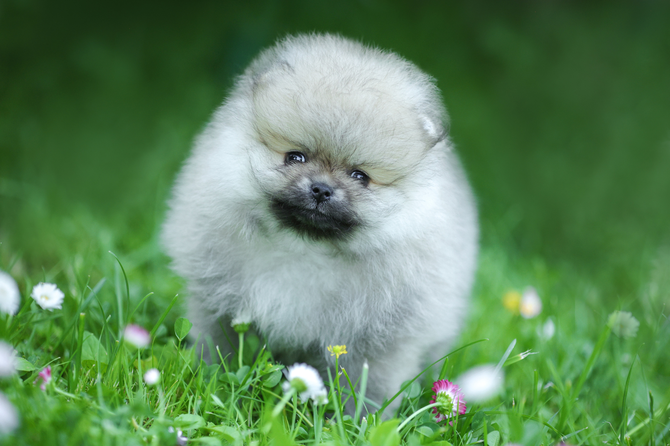 Портретные фотографии. Семейный фотограф-анималист Ирина Андреева