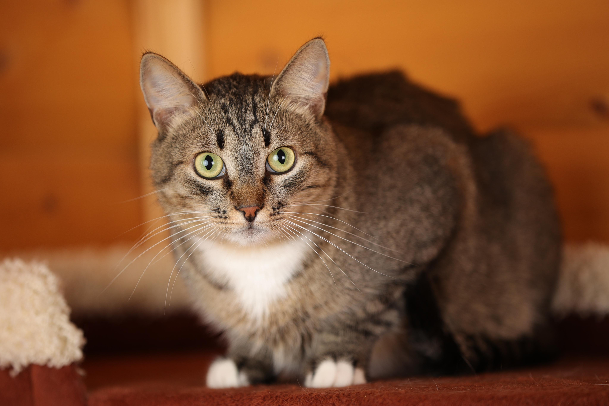 История Елены 1. Семейный фотограф-анималист Ирина Андреева