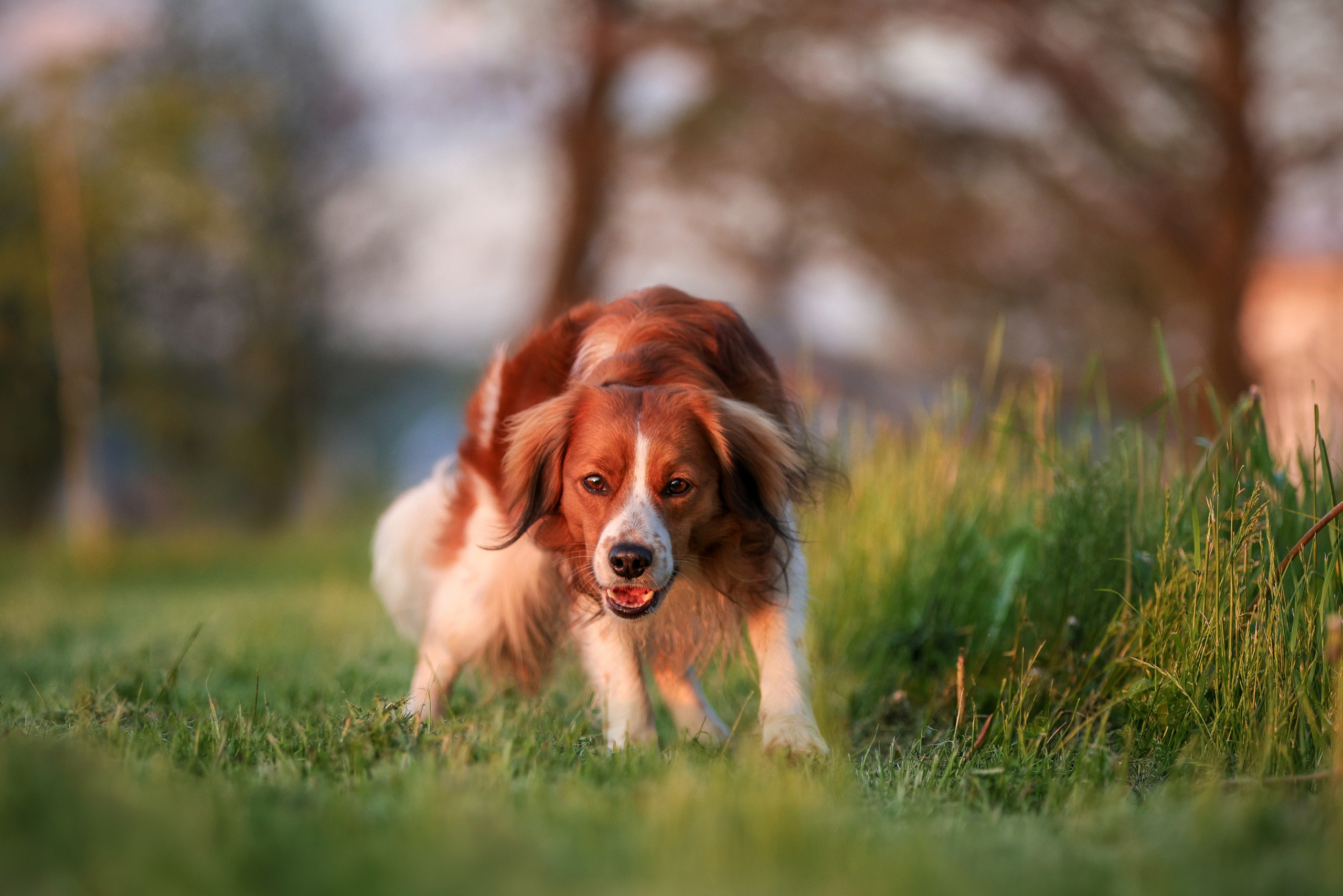 История Наташи Мельница. Семейный фотограф-анималист Ирина Андреева