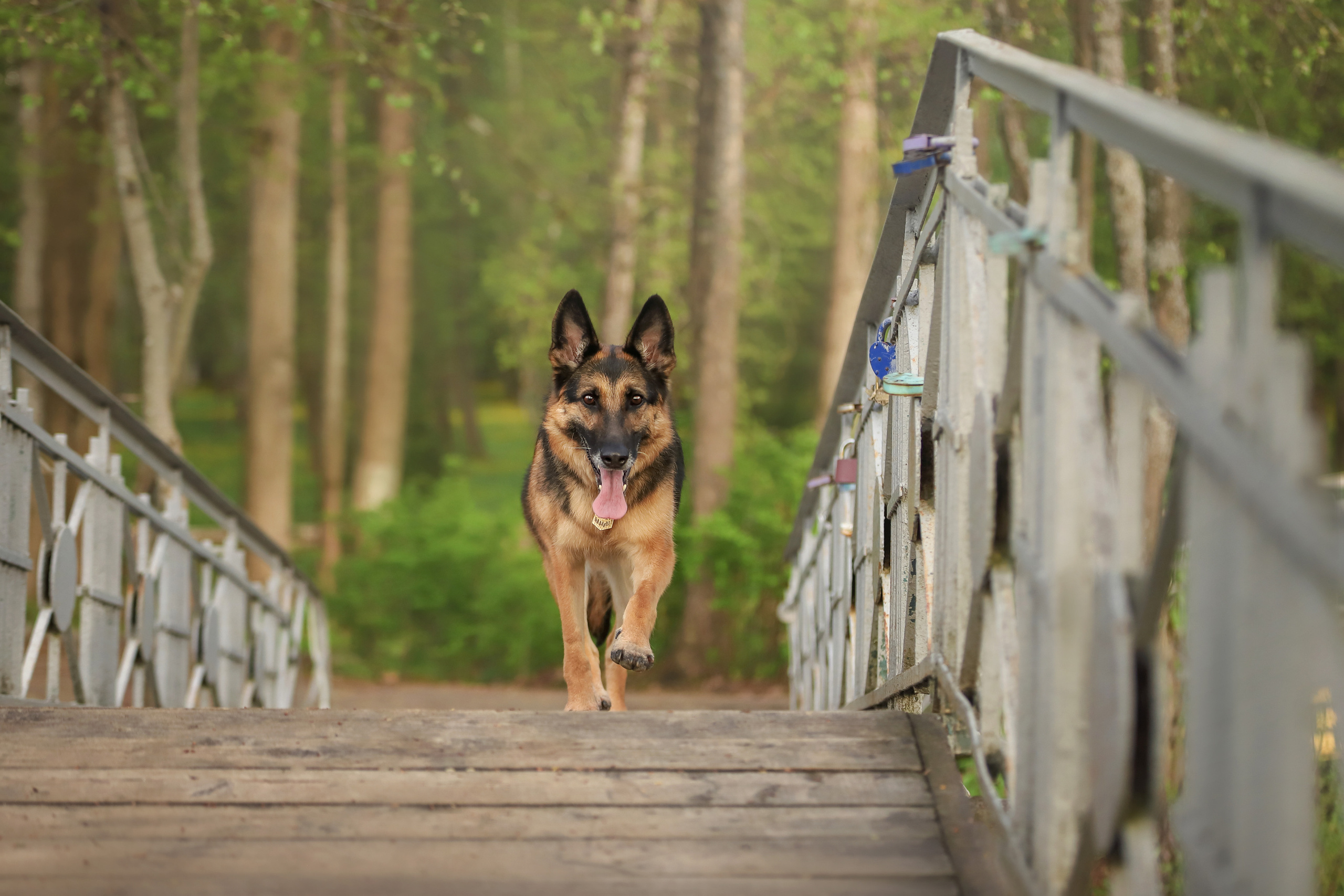Фотографии в движении. Семейный фотограф-анималист Ирина Андреева