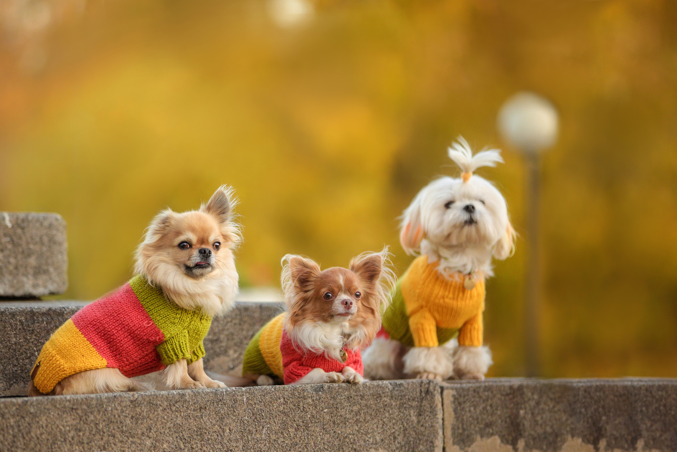 Портретные фотографии. Семейный фотограф-анималист Ирина Андреева