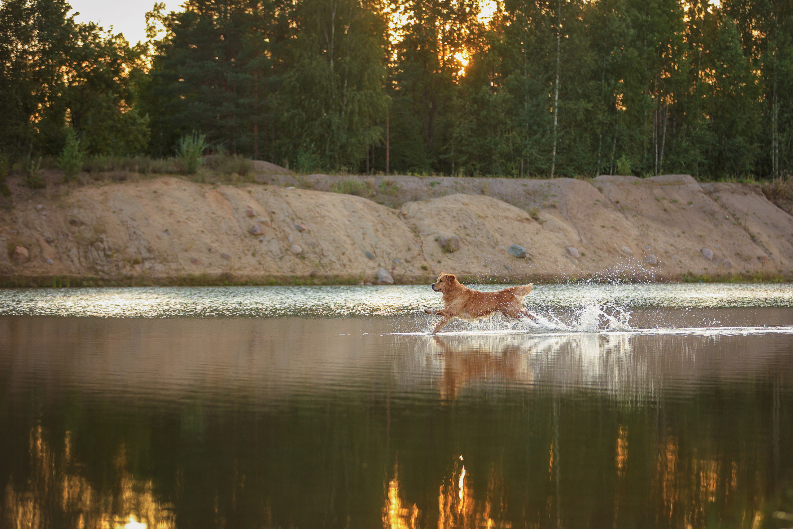 Фотографии в движении. Семейный фотограф-анималист Ирина Андреева