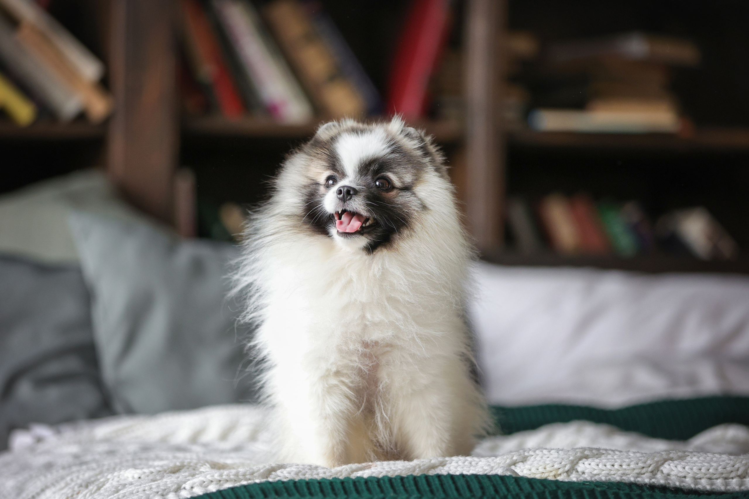 Портретные фотографии. Семейный фотограф-анималист Ирина Андреева