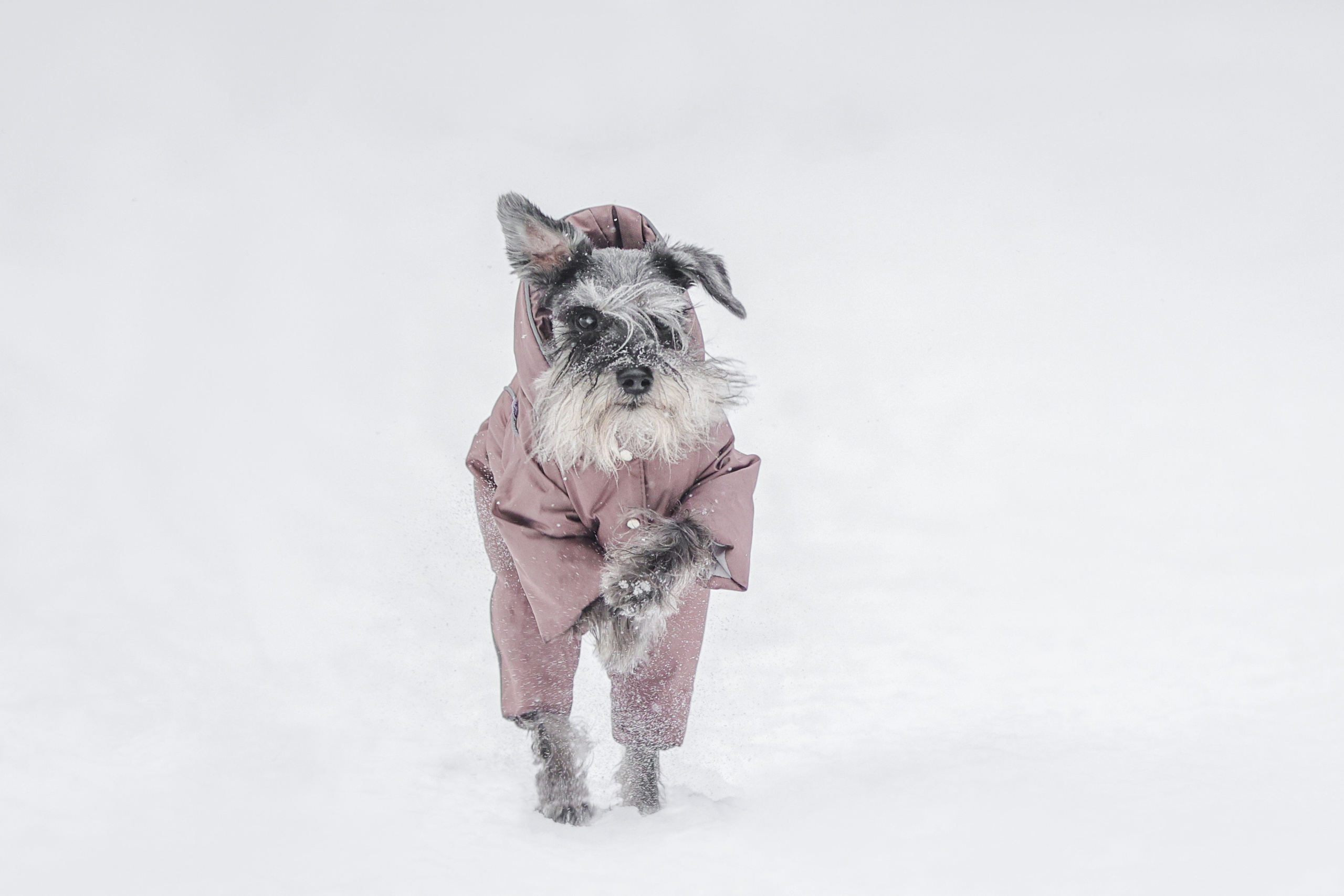 Фотографии в движении. Семейный фотограф-анималист Ирина Андреева