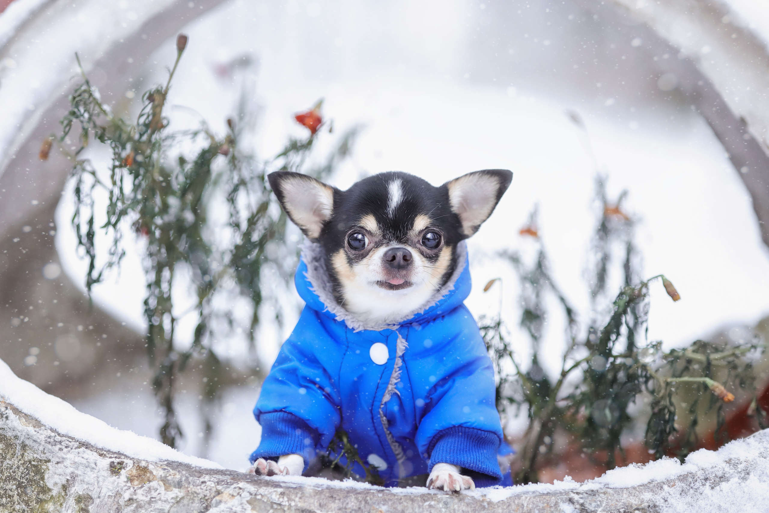 Портретные фотографии. Семейный фотограф-анималист Ирина Андреева