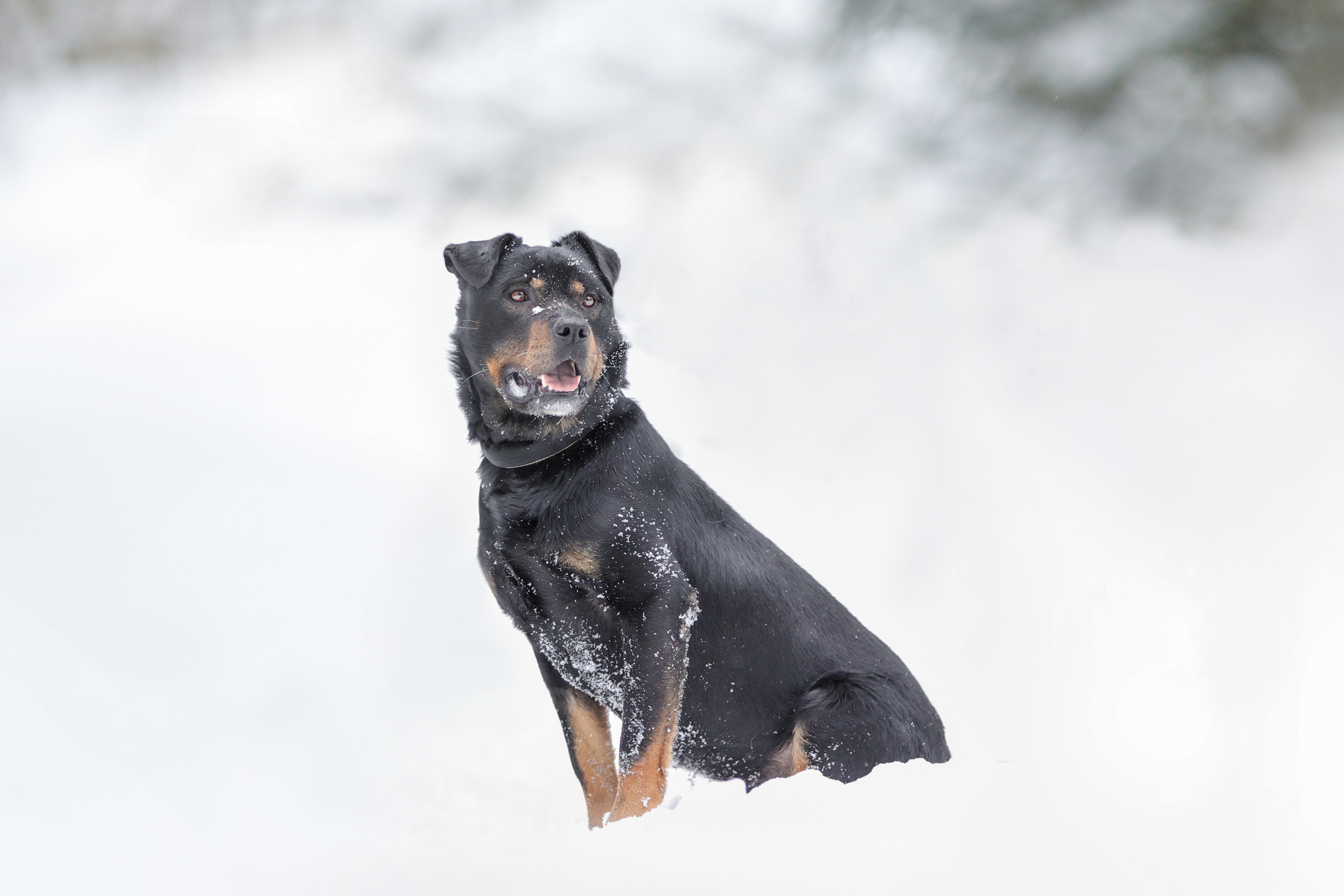 История Елены 1. Семейный фотограф-анималист Ирина Андреева