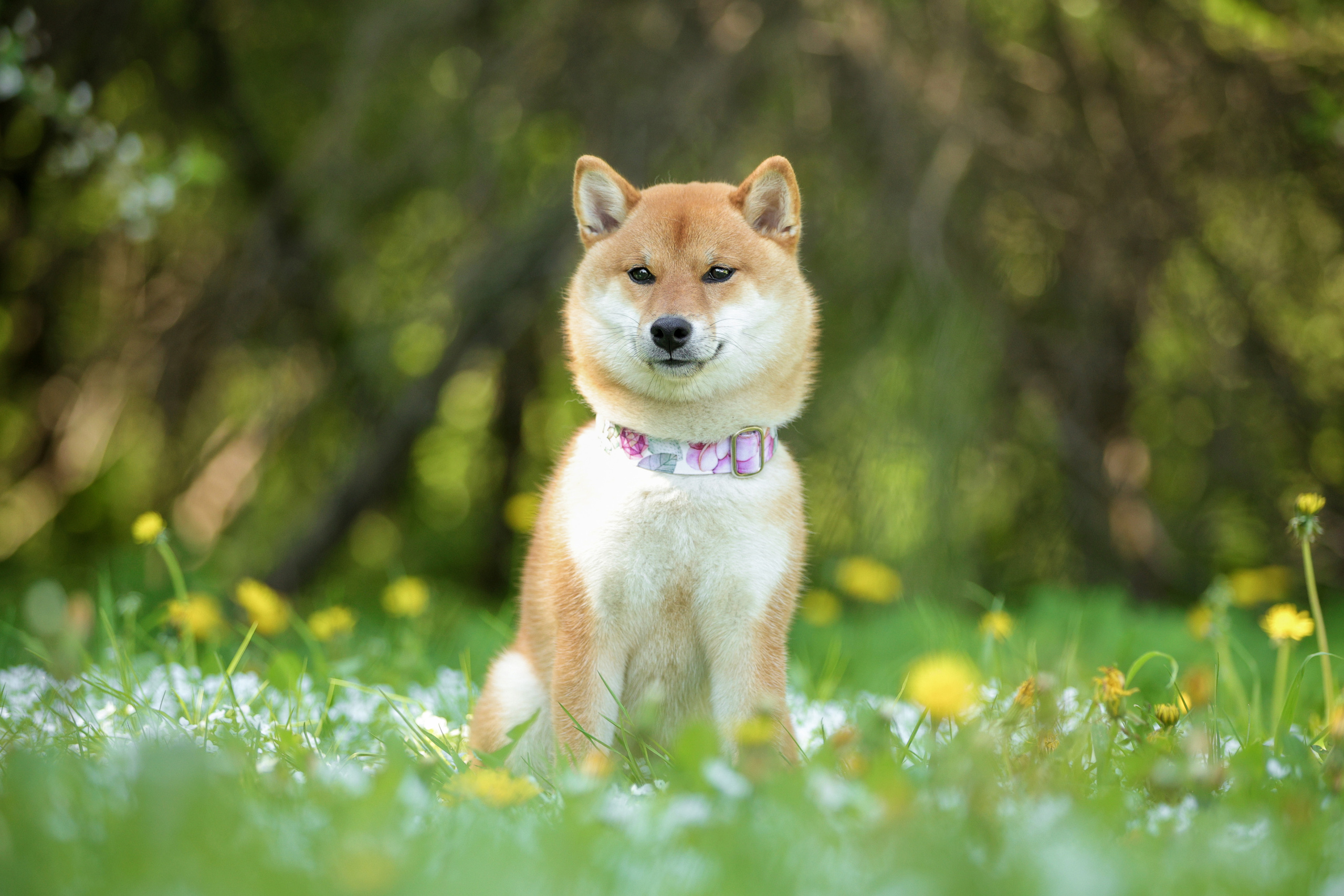 Портретные фотографии. Семейный фотограф-анималист Ирина Андреева