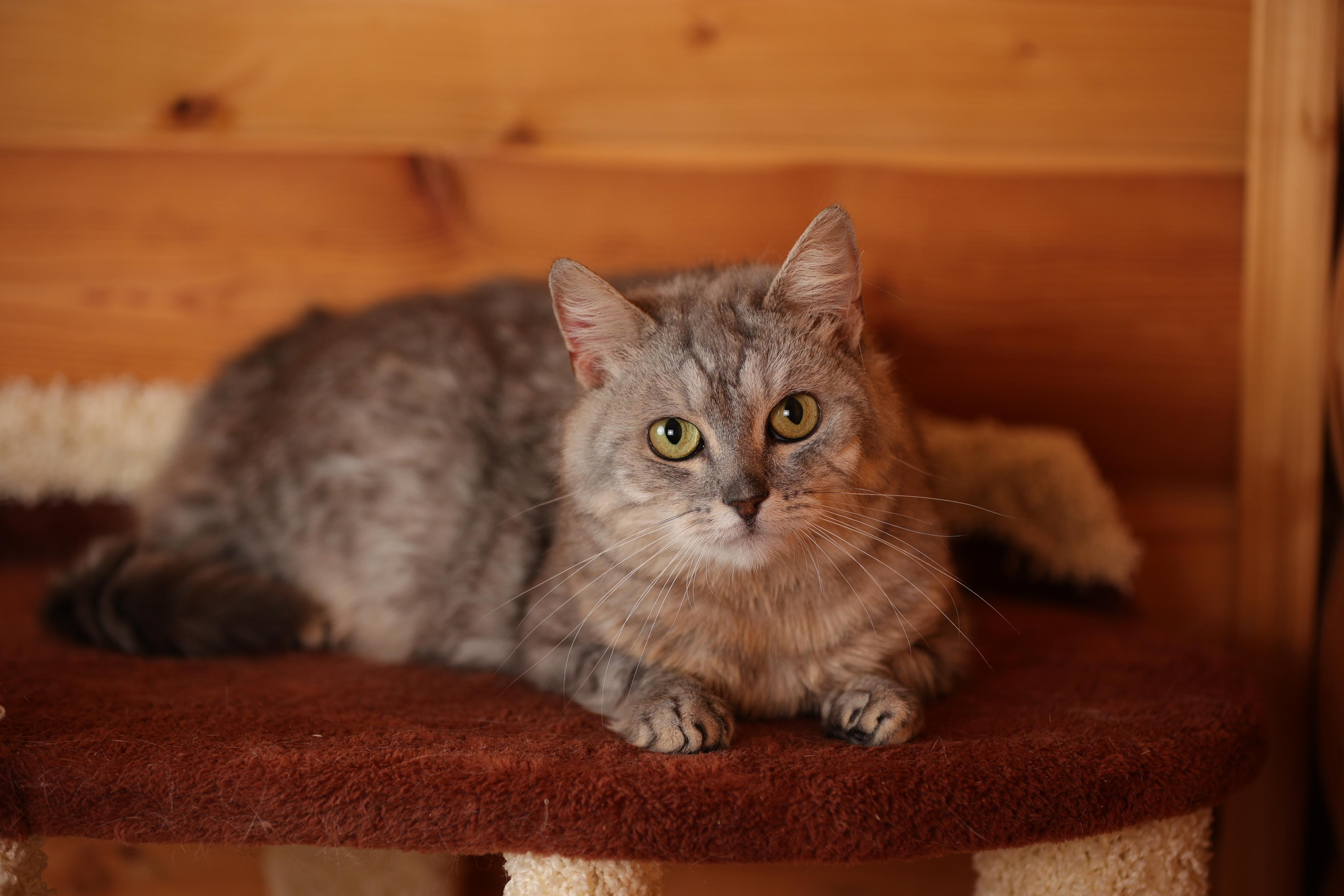 История Елены 1. Семейный фотограф-анималист Ирина Андреева