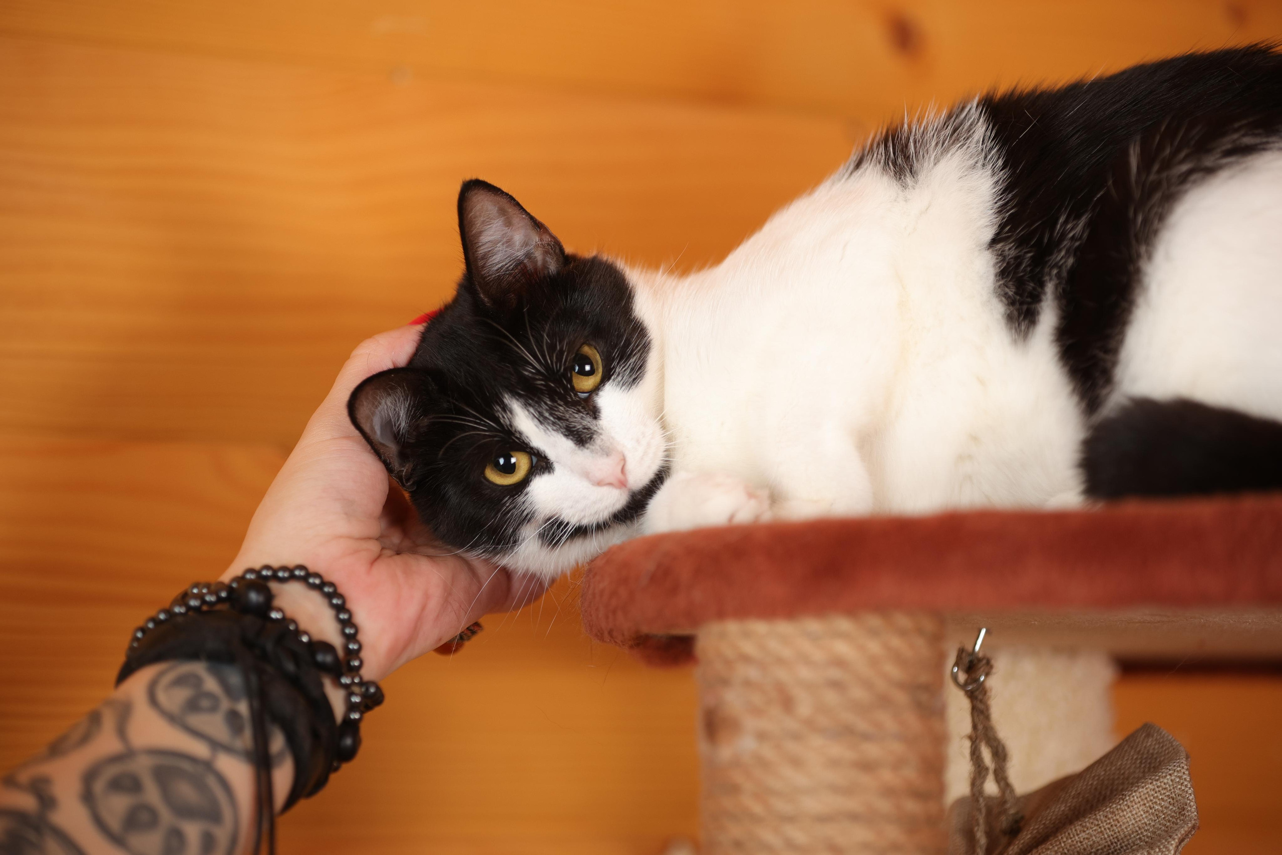 История Елены 1. Семейный фотограф-анималист Ирина Андреева