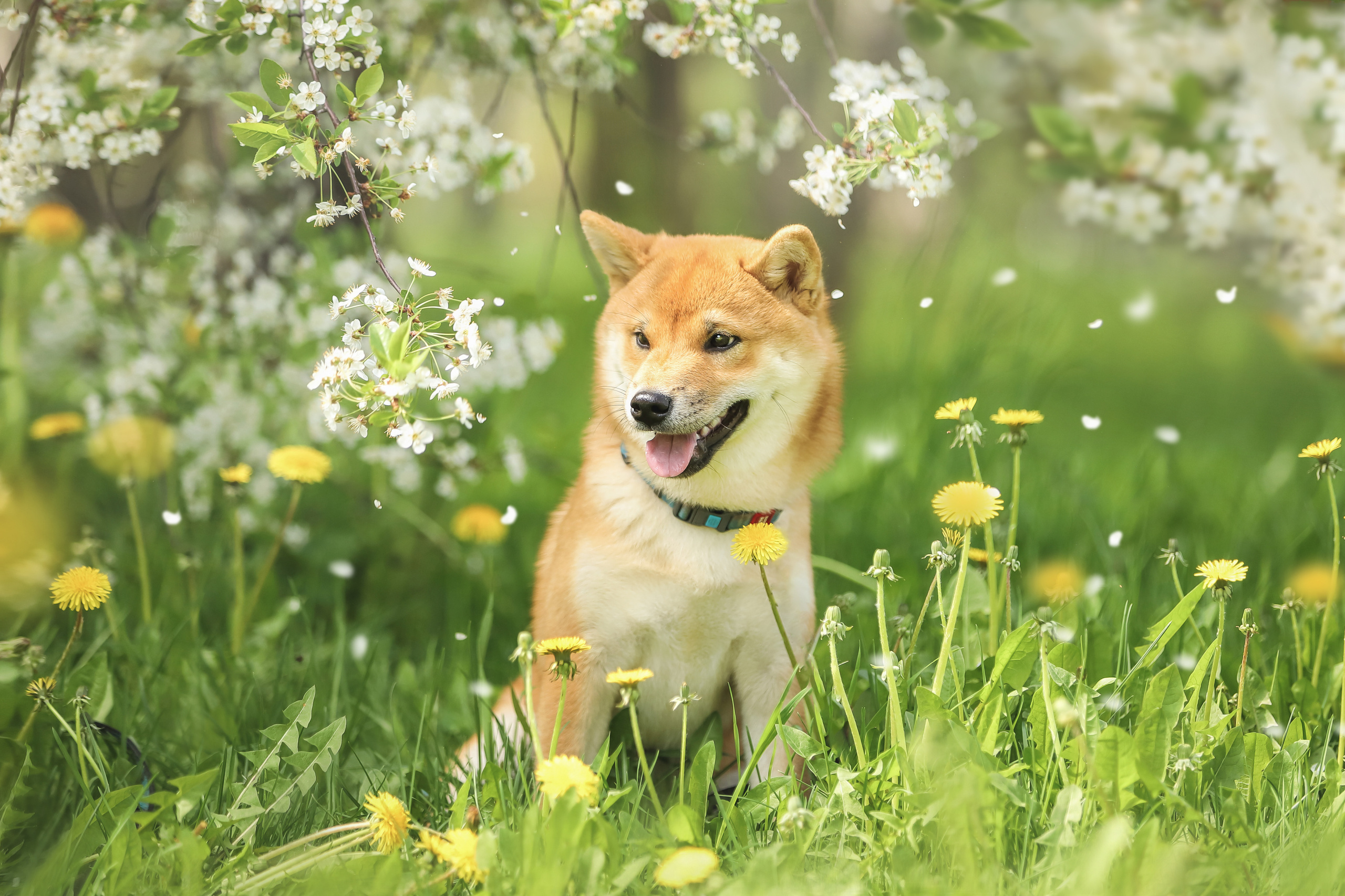Портретные фотографии. Семейный фотограф-анималист Ирина Андреева
