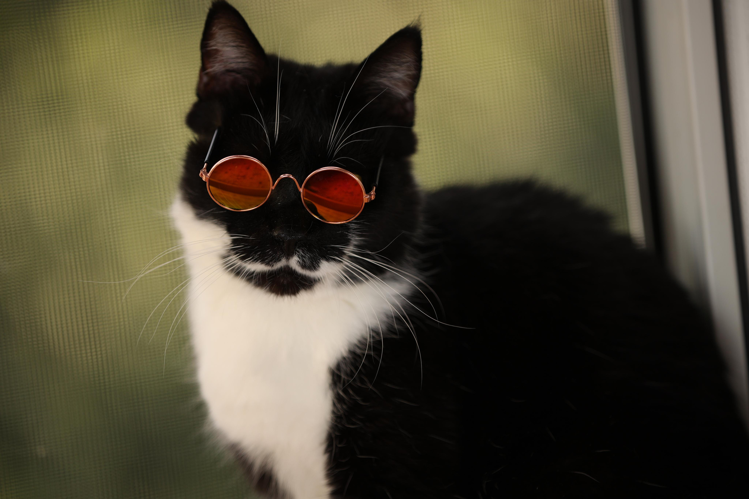 История Елены 1. Семейный фотограф-анималист Ирина Андреева