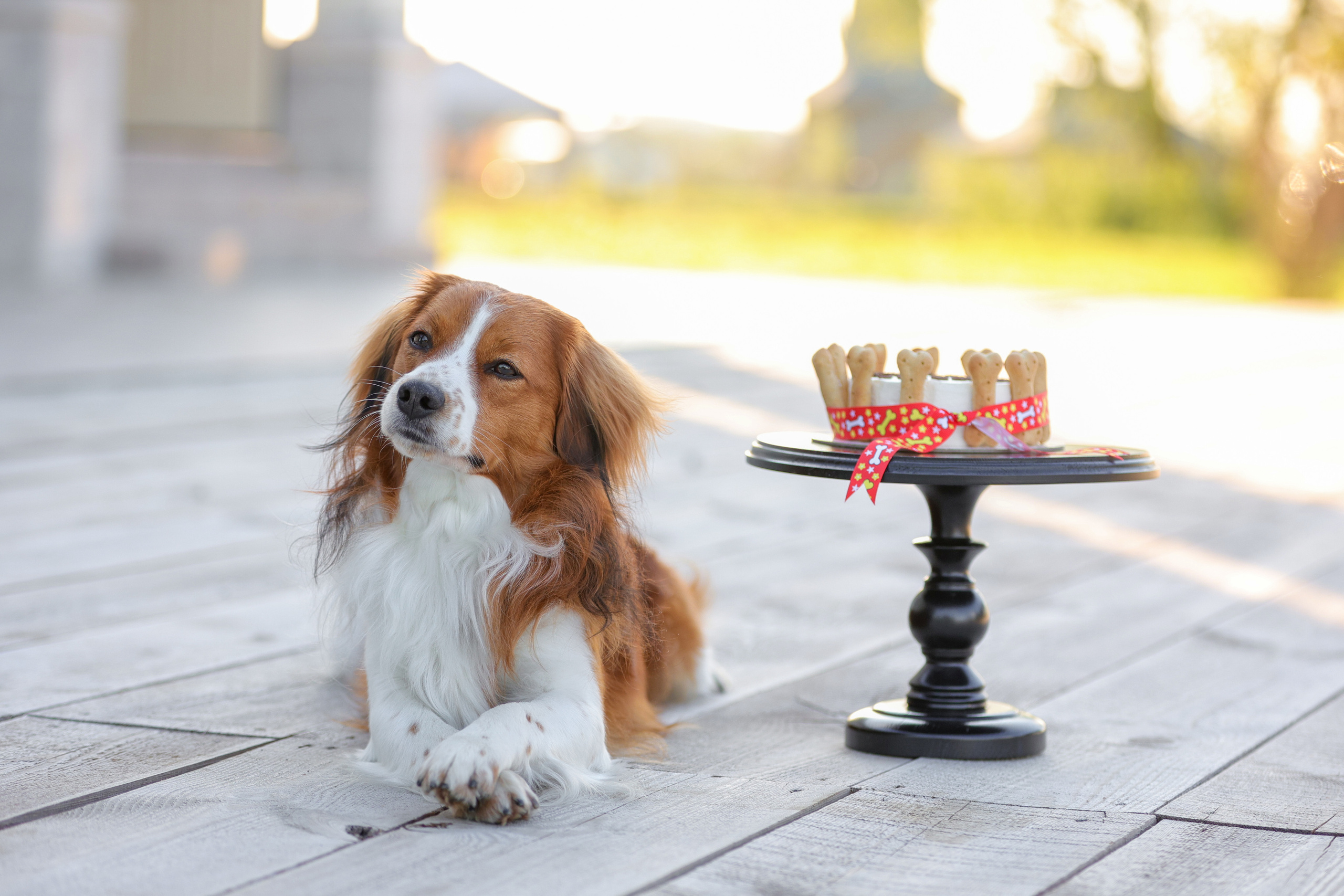История Наташи Мельница. Семейный фотограф-анималист Ирина Андреева