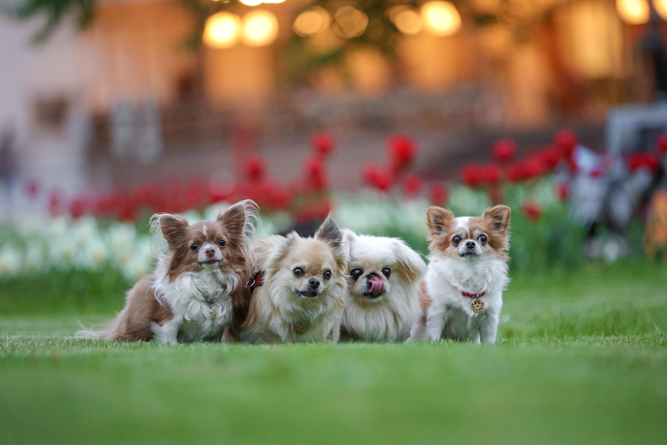 Портретные фотографии. Семейный фотограф-анималист Ирина Андреева